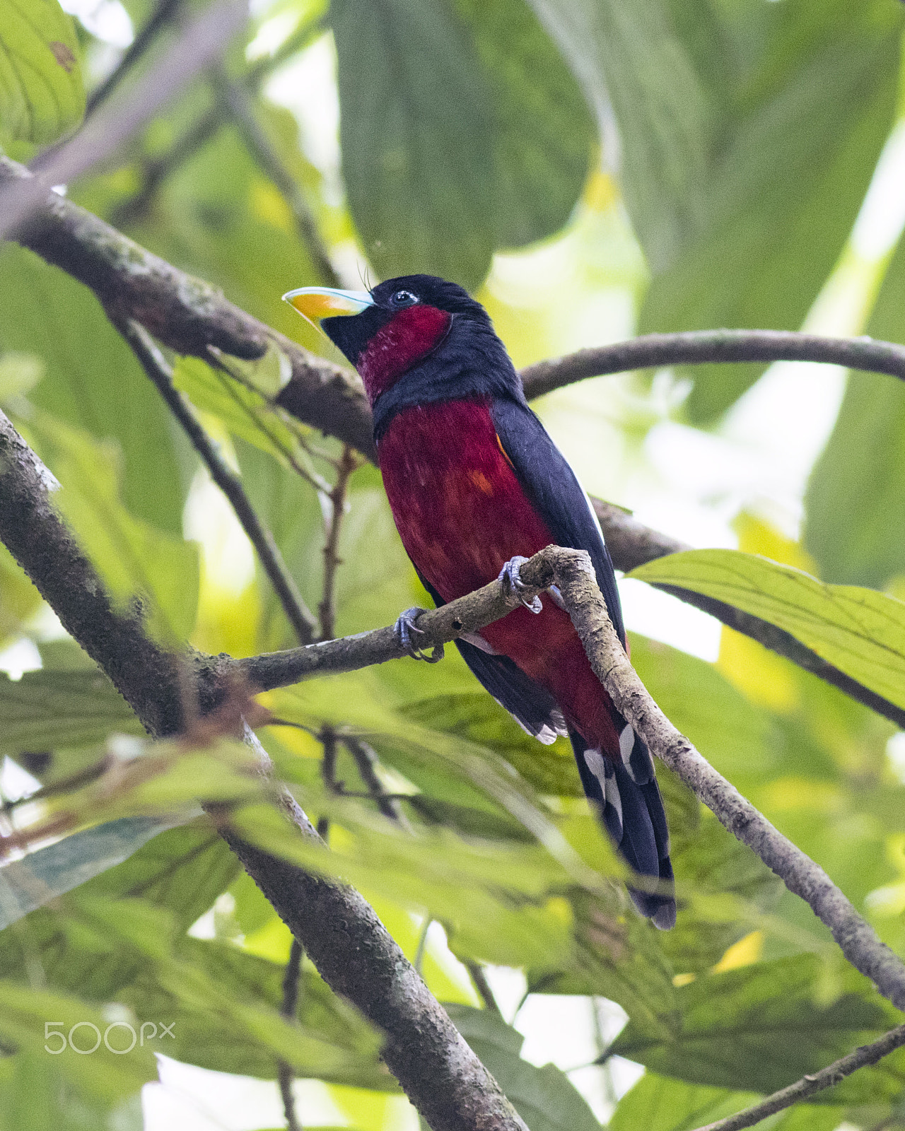 Canon EOS 80D + Canon EF 400mm F5.6L USM sample photo. Black and broadbill photography