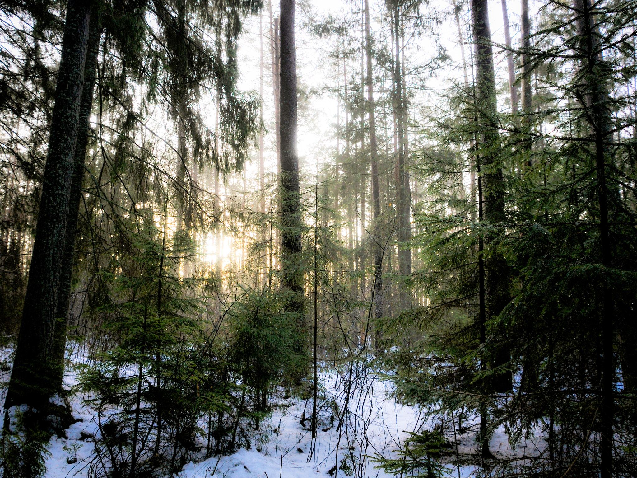 Nikon D300 sample photo. Thaw photography