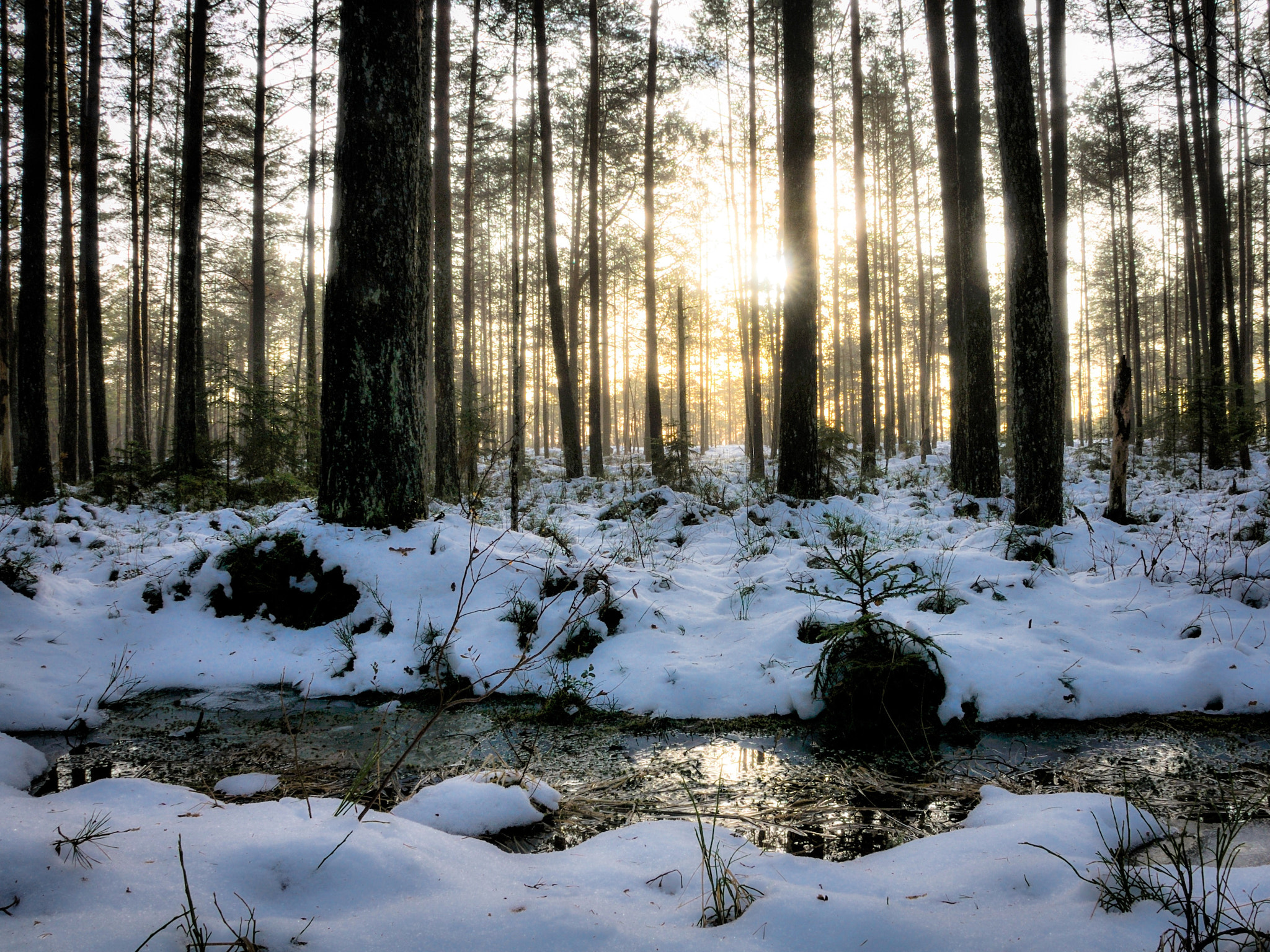 Nikon D300 sample photo. Thaw photography