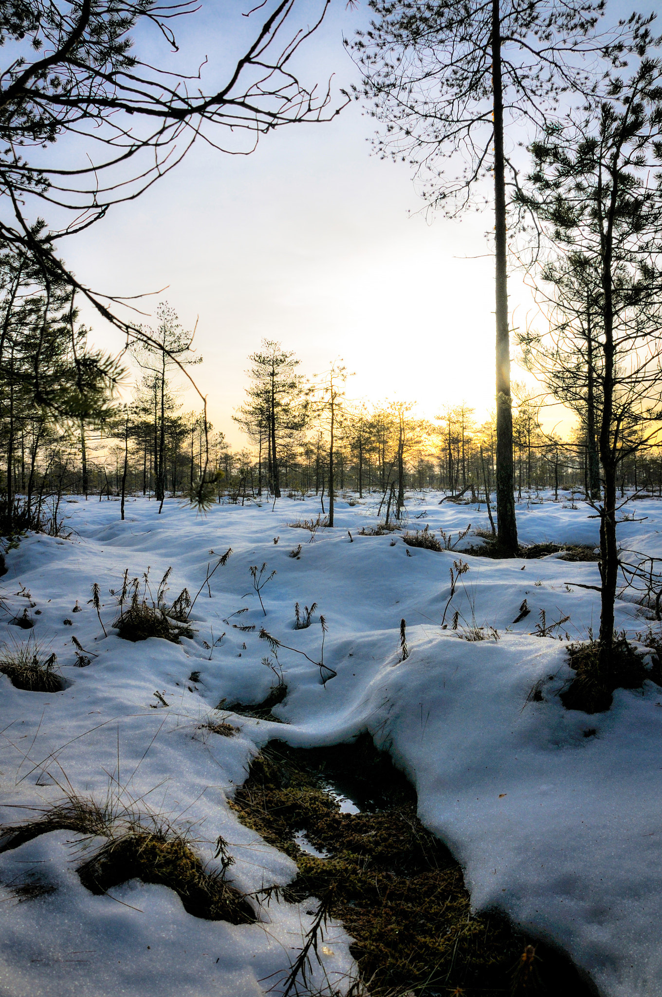 Nikon D300 sample photo. Thaw photography