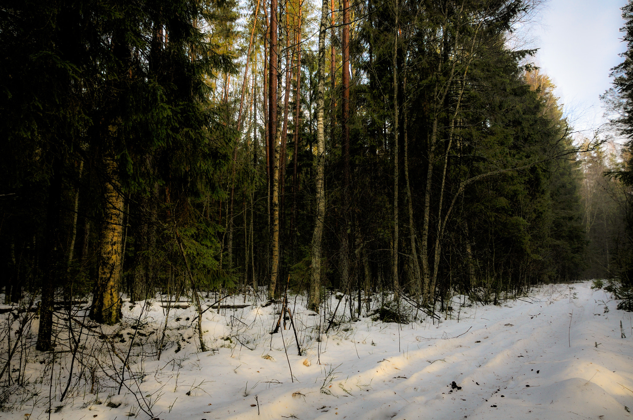 Nikon D300 sample photo. Thaw photography