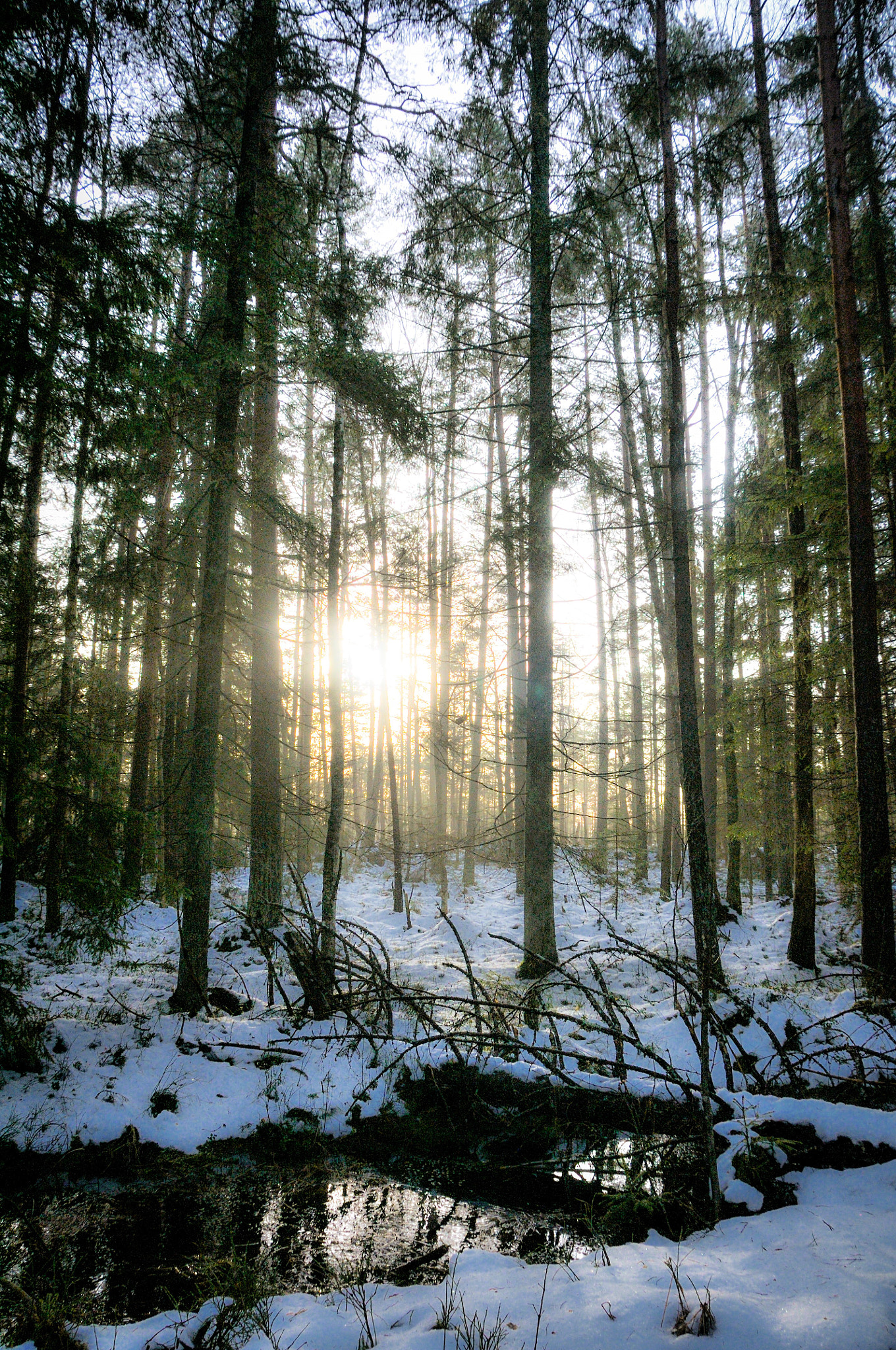 Nikon D300 sample photo. Thaw photography