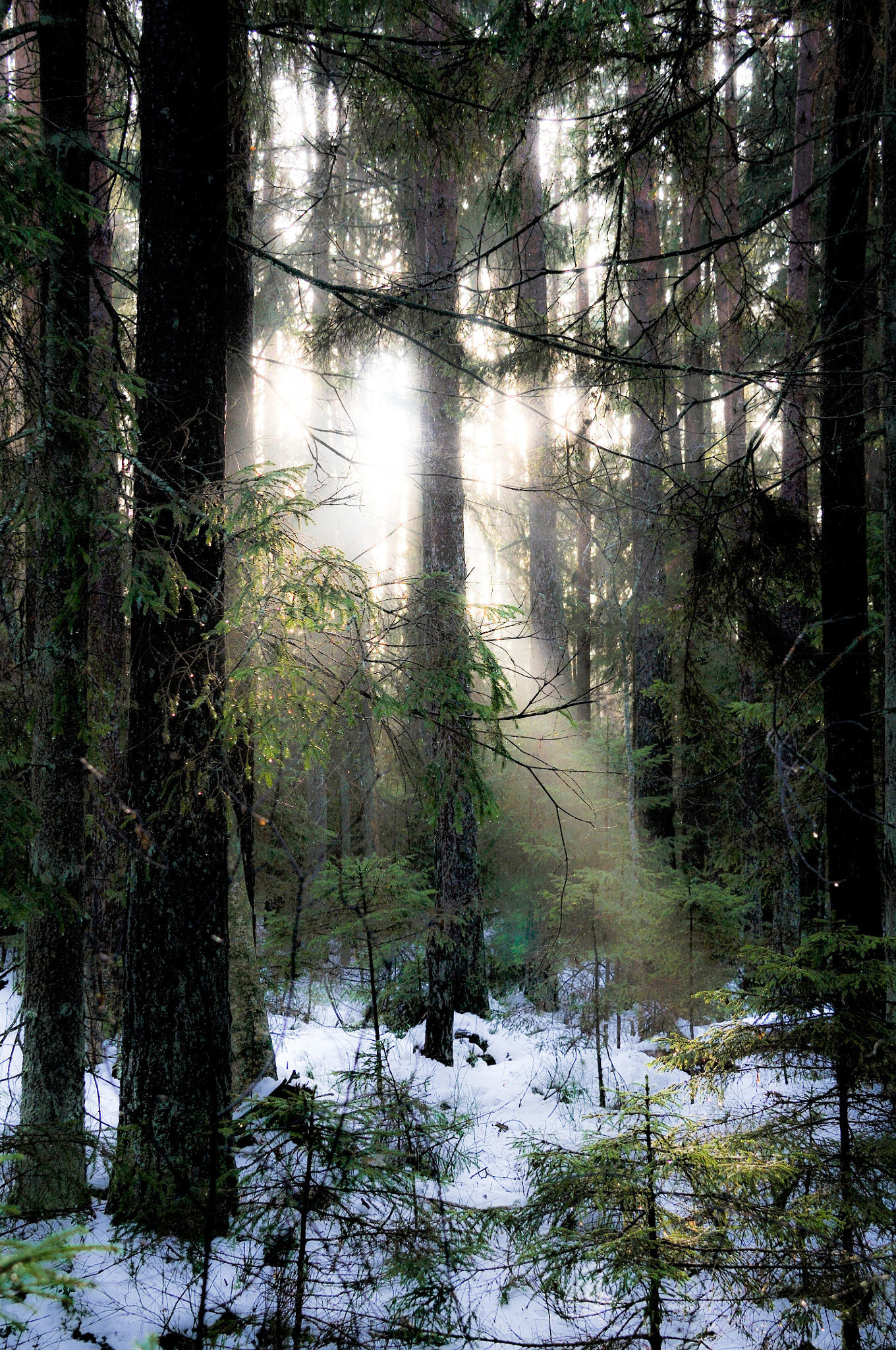 Nikon D300 sample photo. Thaw photography