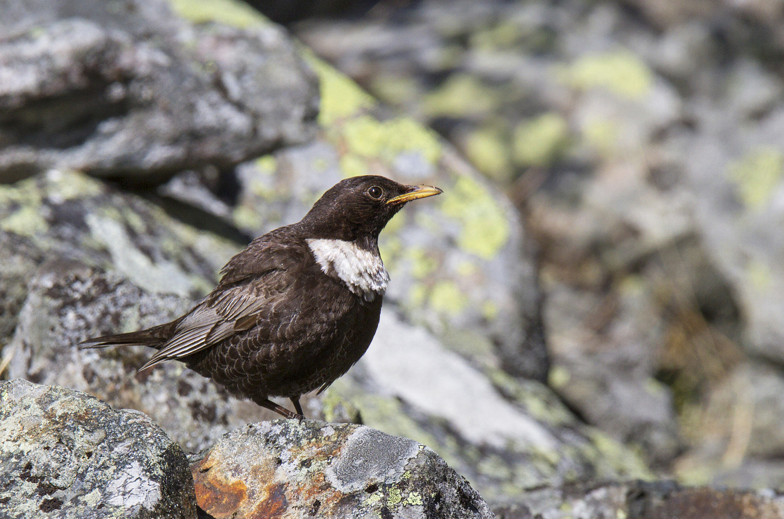 Canon EF 300mm F2.8L IS USM sample photo. Ring ouzel ii (turdus torquatus) photography