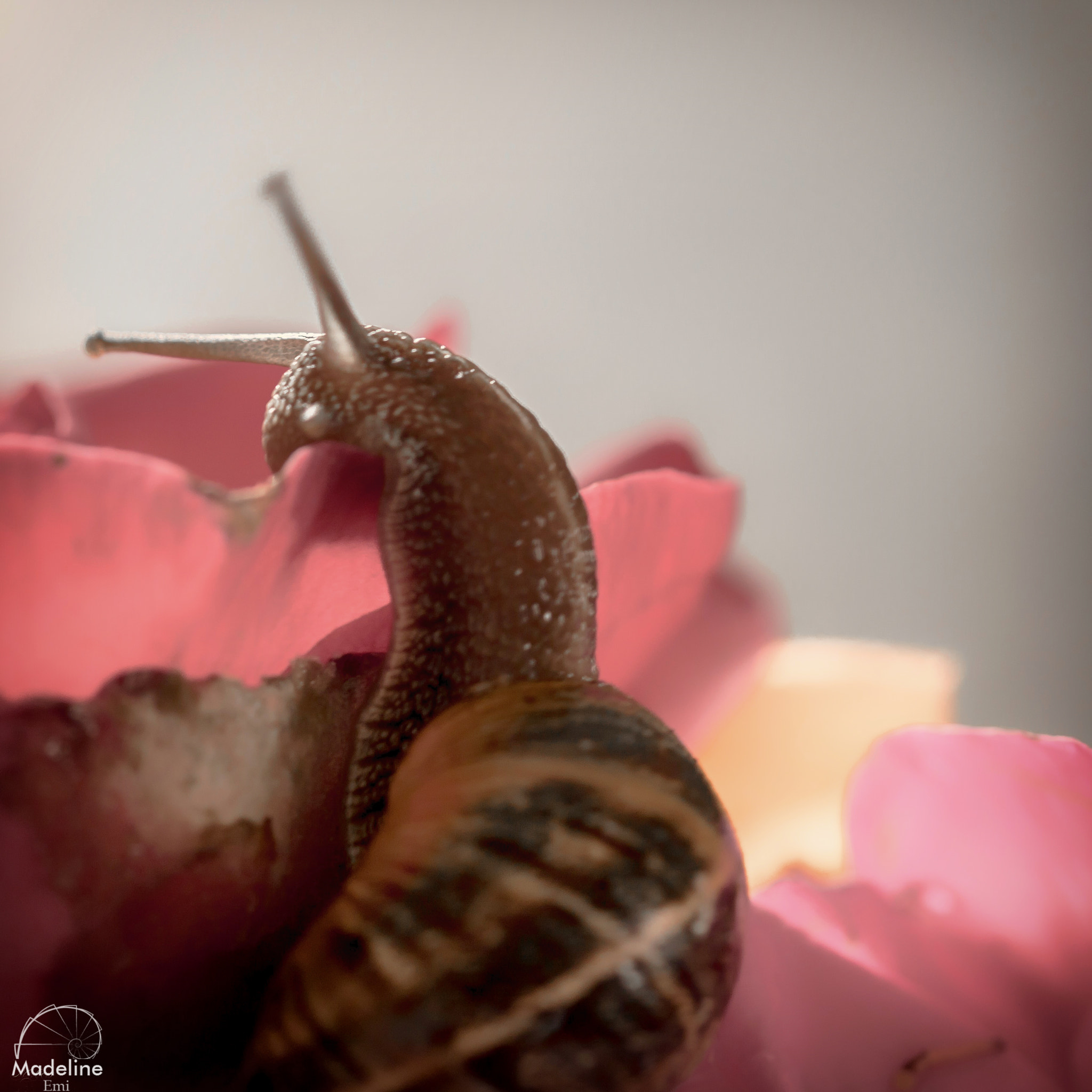 Sigma 105mm F2.8 EX DG OS HSM sample photo. Escargot photography