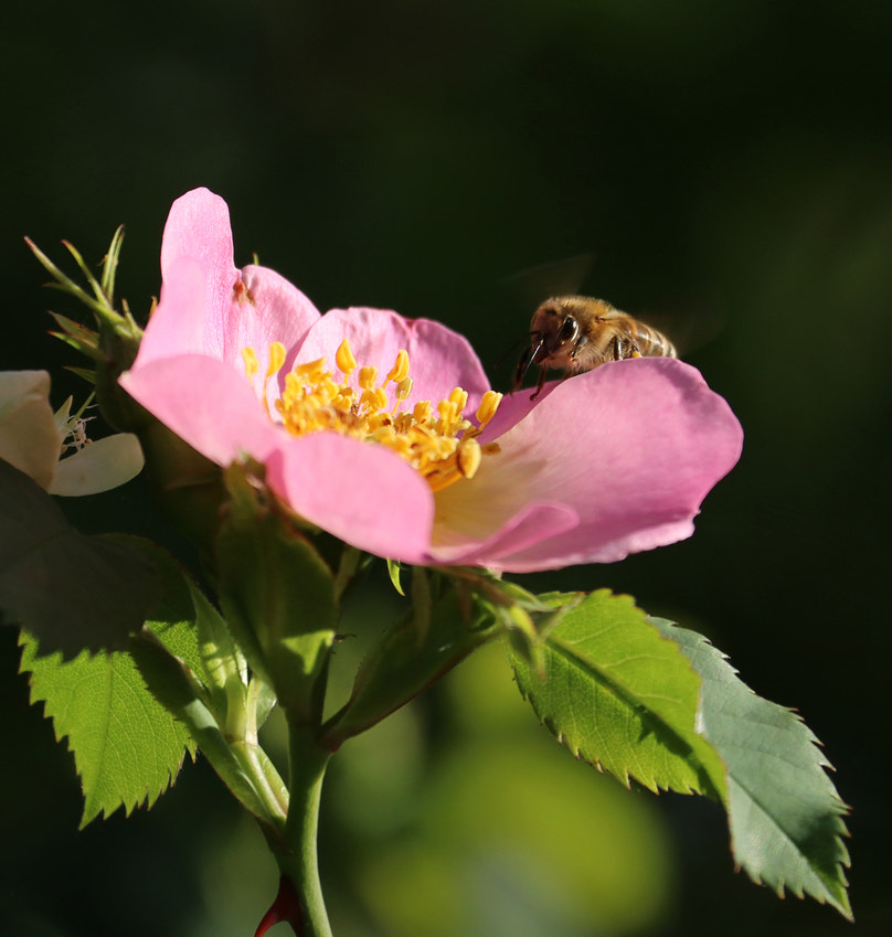 Canon EF 70-300mm F4-5.6L IS USM sample photo. Mayflower photography