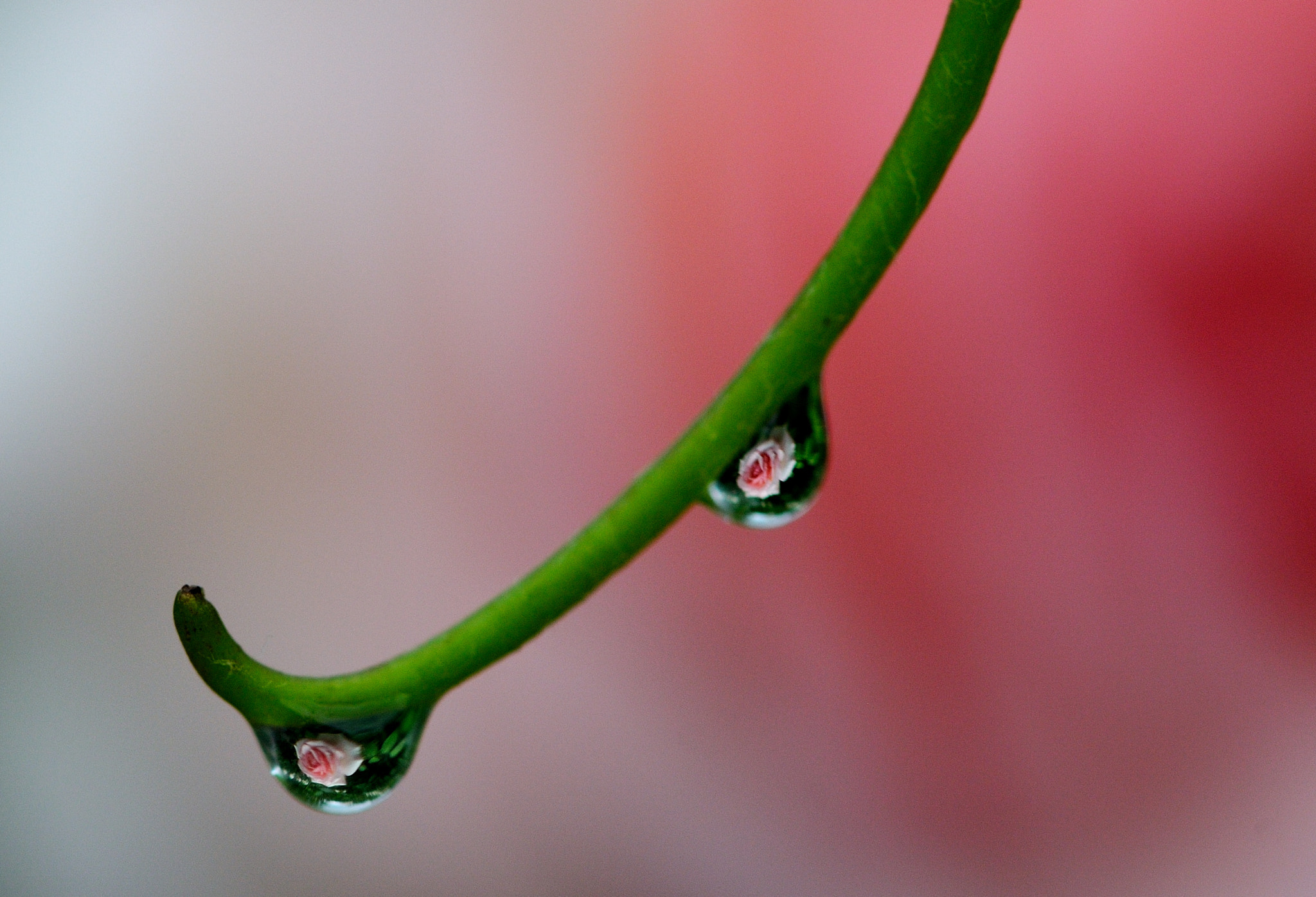 Nikon AF-S Micro-Nikkor 105mm F2.8G IF-ED VR sample photo. Gocce di rosa photography