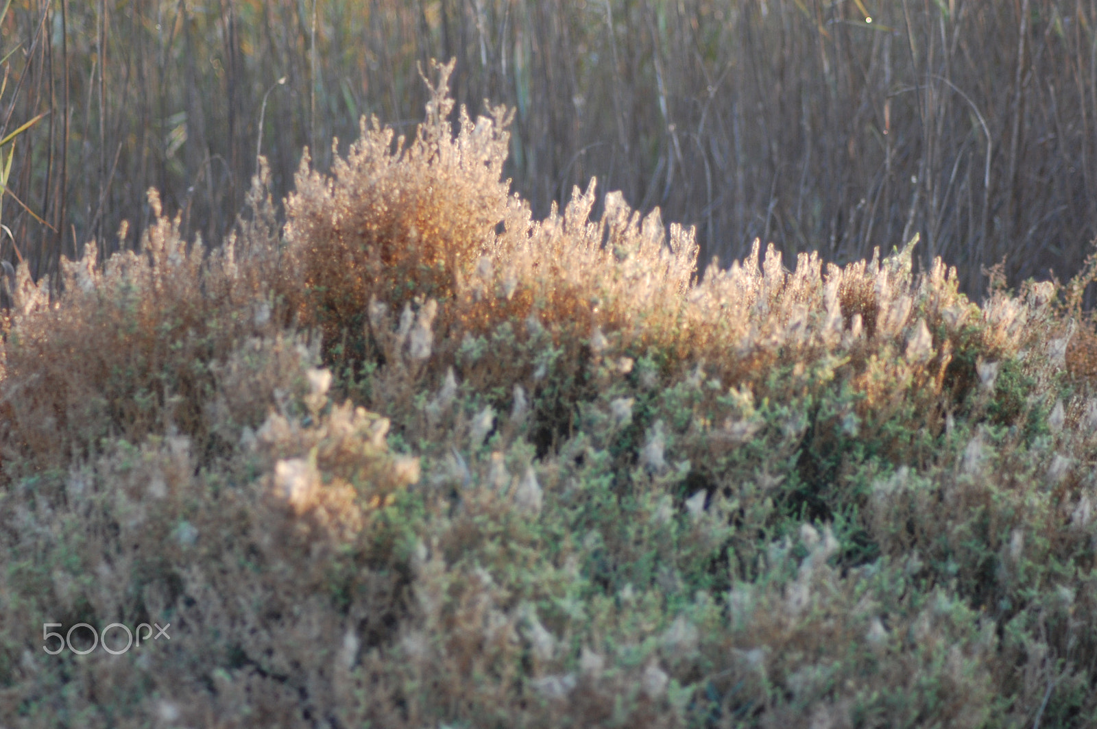 Nikon AF Nikkor 70-300mm F4-5.6G sample photo. Light spilling over the grass.. photography