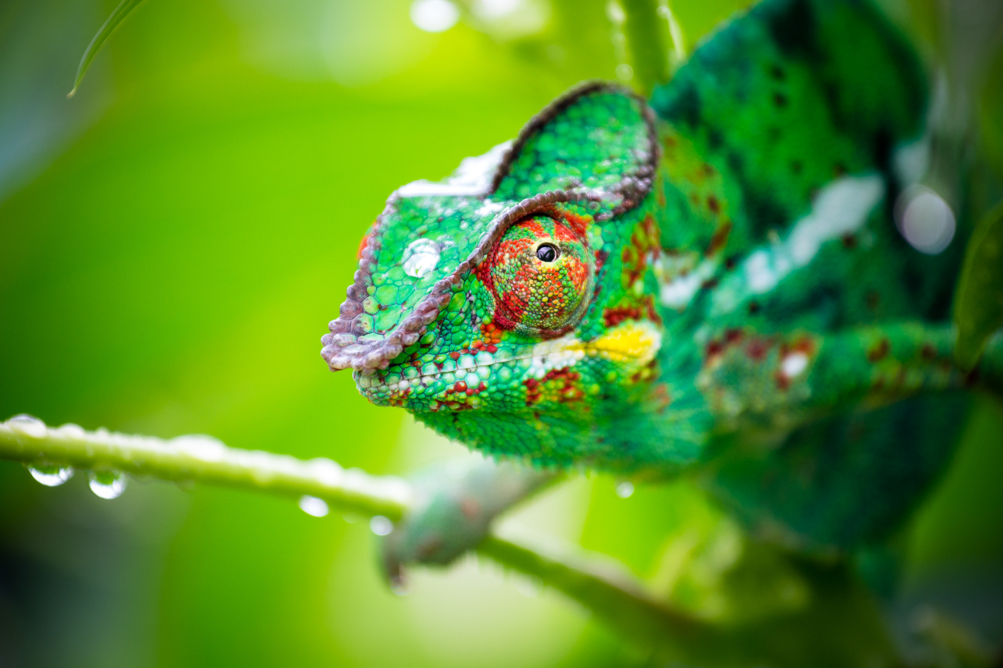 Canon EOS 60D + Canon EF 70-200mm F4L IS USM sample photo. Chameleon photography