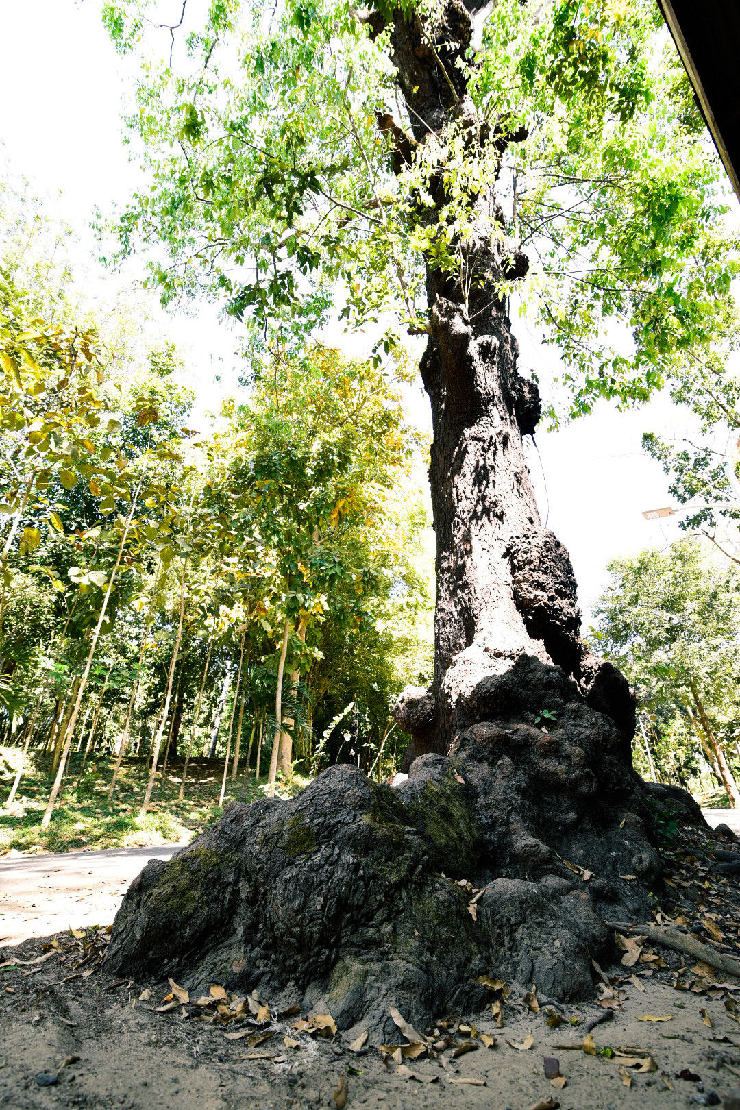 Tokina AT-X 16-28mm F2.8 Pro FX sample photo. Tree photography