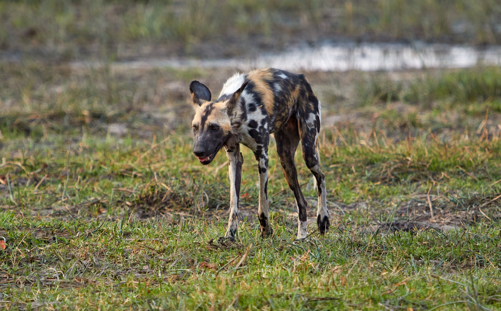 Canon EF 100-400mm F4.5-5.6L IS USM sample photo. African wild dog photography