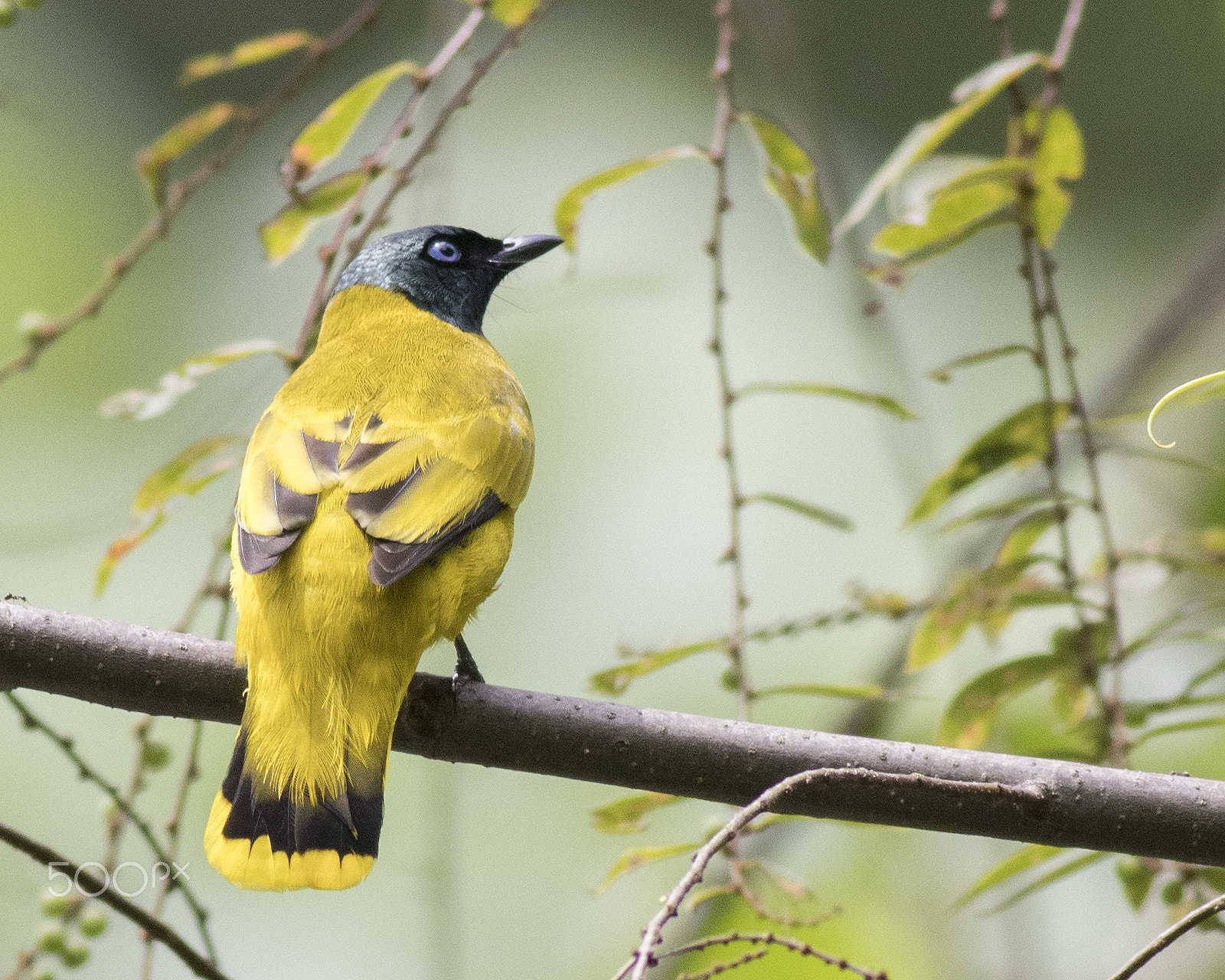 Canon EOS 80D + Canon EF 400mm F5.6L USM sample photo. Black headed bulbul photography