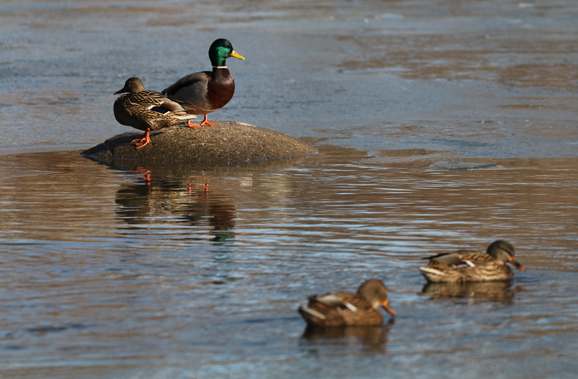 Canon EF 70-300mm F4-5.6L IS USM sample photo. Two instances photography