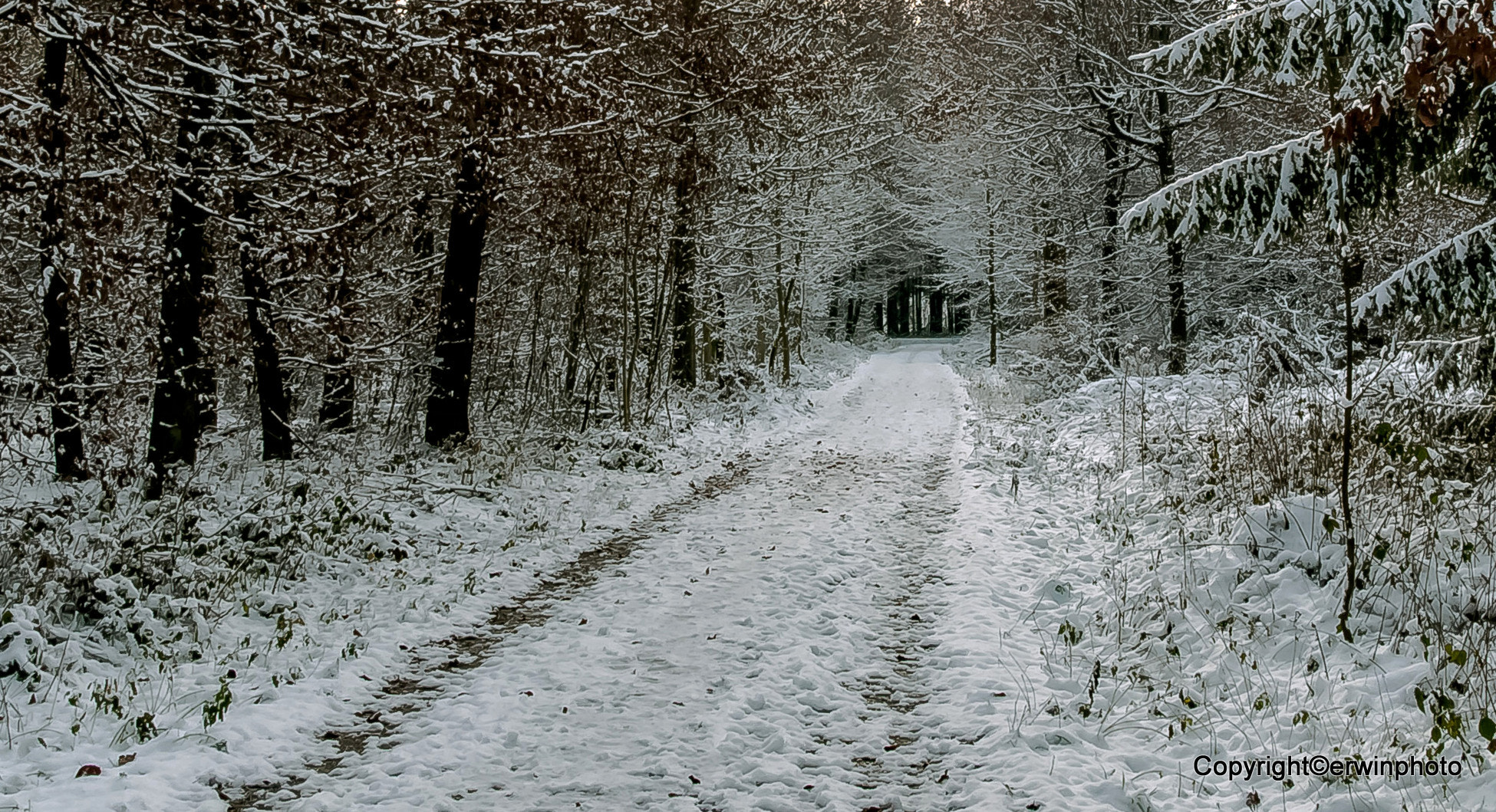 Nikon D300S + Sigma 18-250mm F3.5-6.3 DC OS HSM sample photo. Ein natürliches  tunnel im winterwald photography