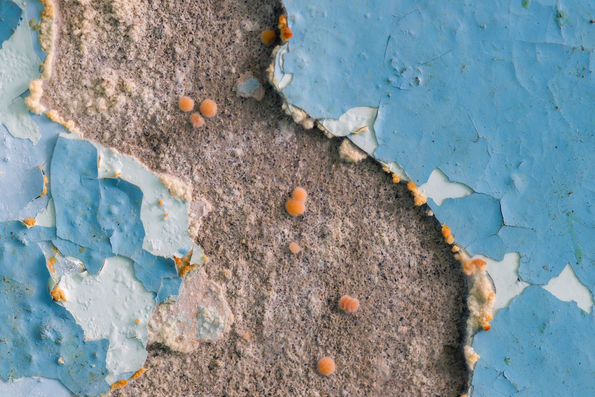 Sony Alpha DSLR-A850 + Minolta AF 100mm F2.8 Macro [New] sample photo. Old wall with peeling paint and fungus. photography