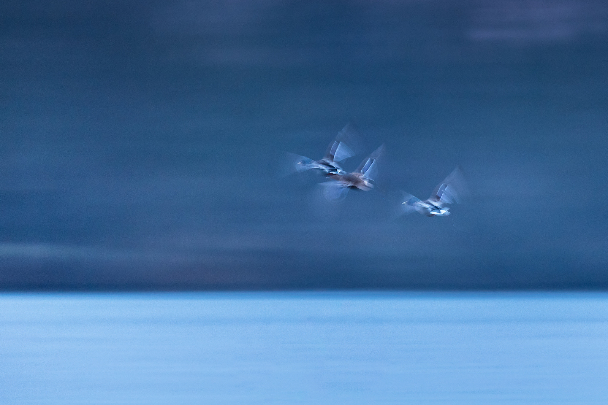 Nikon D750 + Nikon AF-S Nikkor 80-400mm F4.5-5.6G ED VR sample photo. Ducks in flight photography