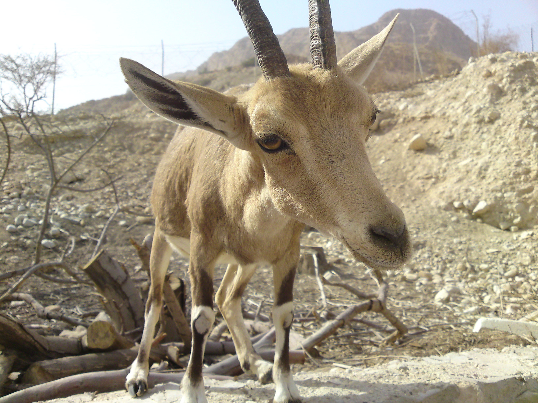 LG KC910 sample photo. Hey deer! photography