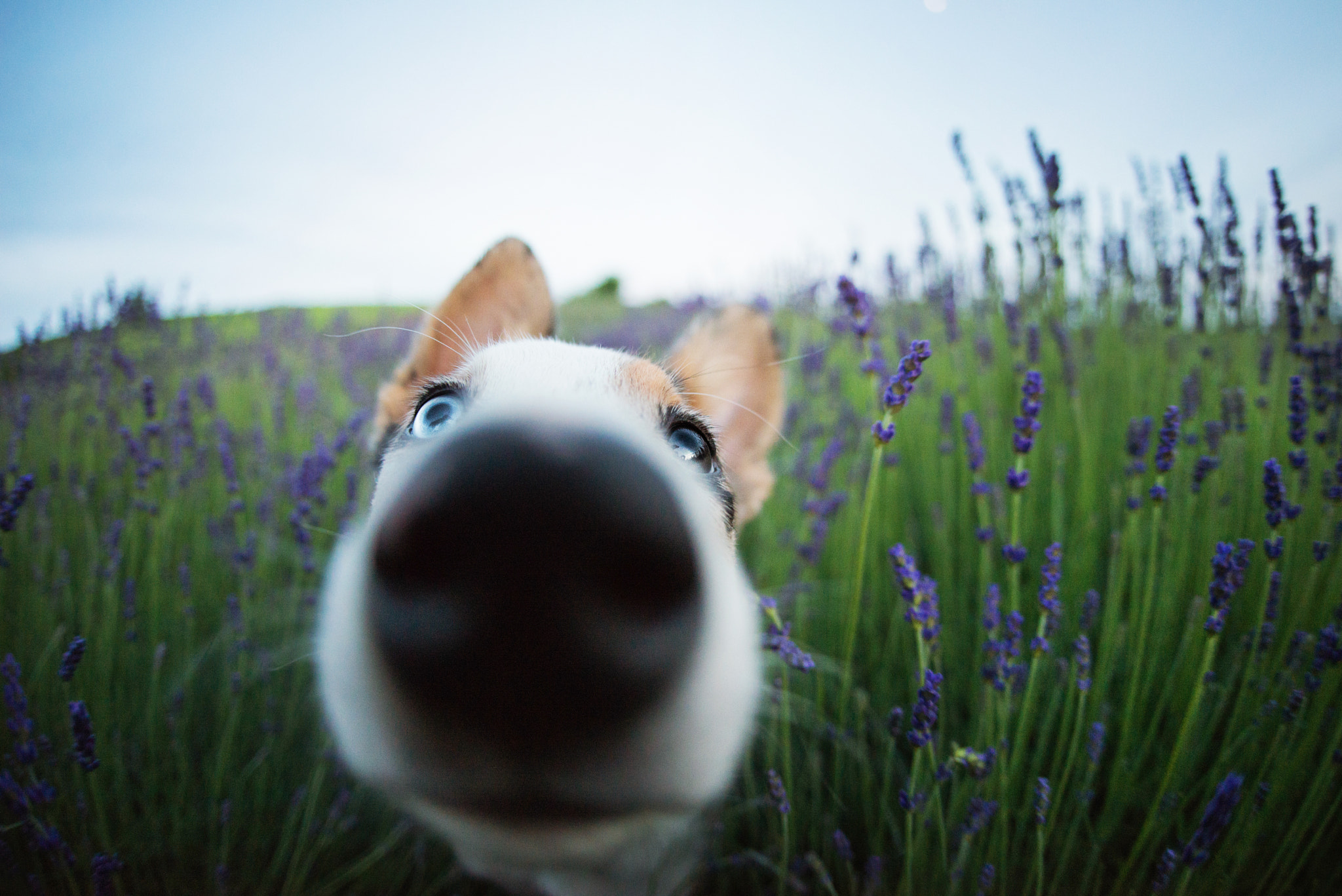 Sigma 15mm F2.8 EX DG Diagonal Fisheye sample photo. Big nose photography