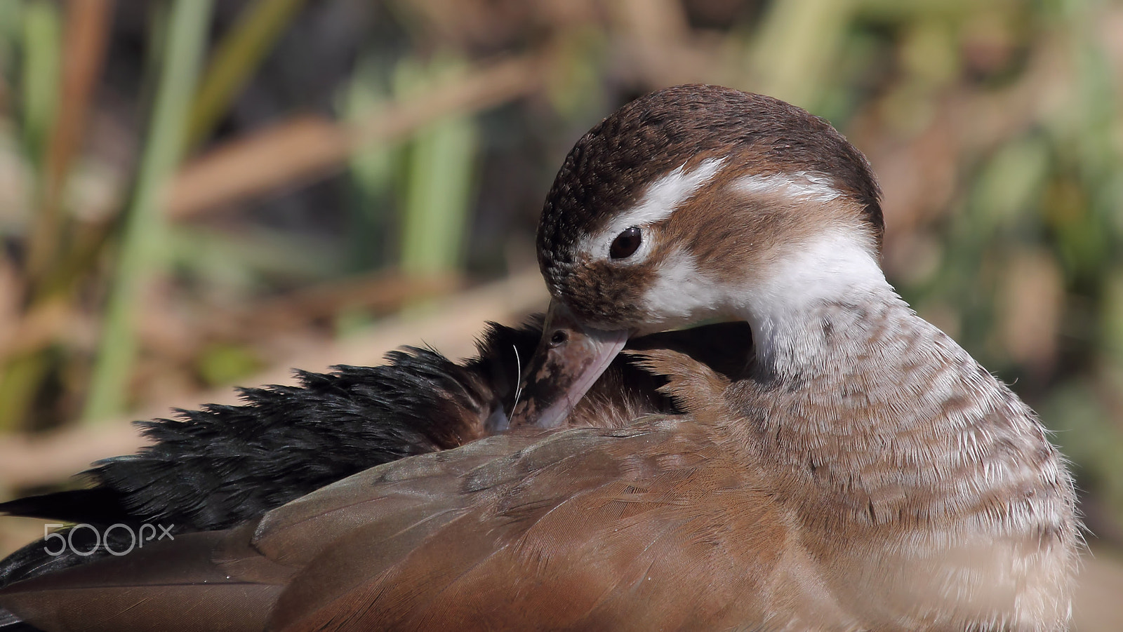 Canon EOS 60D + Canon EF 100-400mm F4.5-5.6L IS USM sample photo. Brown beauty photography