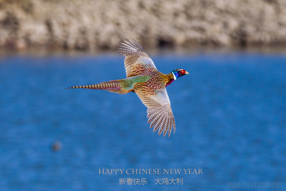 Canon EOS-1D Mark IV + Tamron SP 150-600mm F5-6.3 Di VC USD sample photo. Chinese new year photography