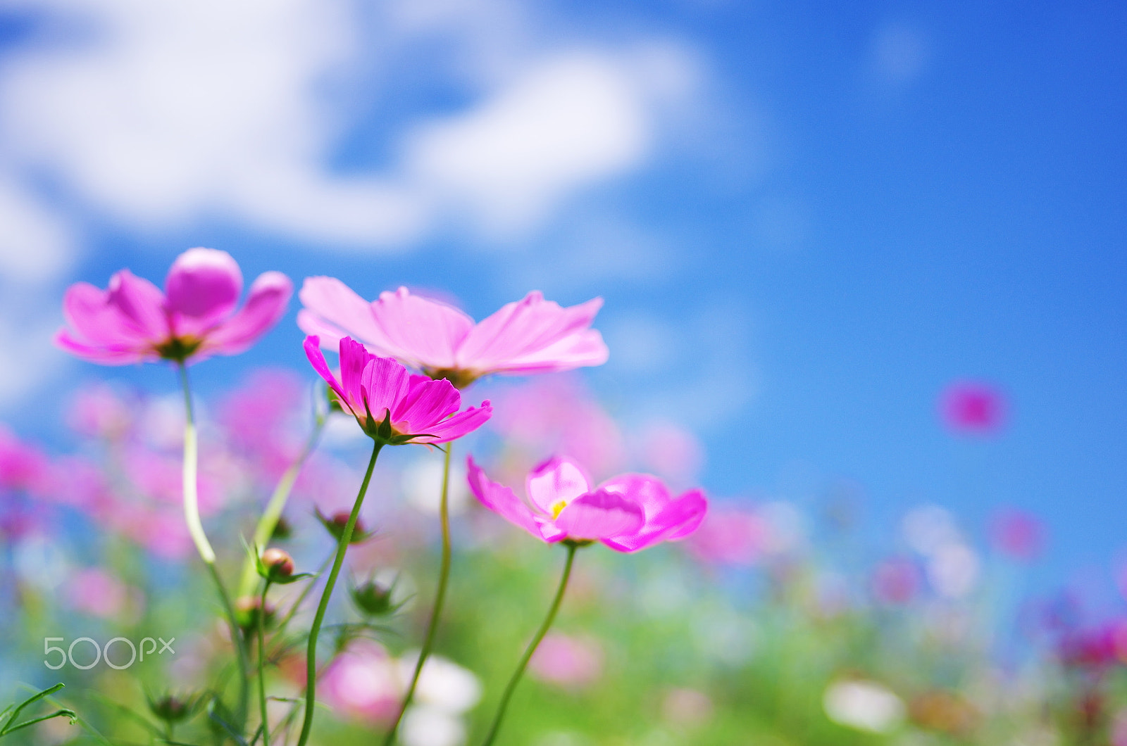 Pentax K-50 sample photo. Pastel day 2 photography