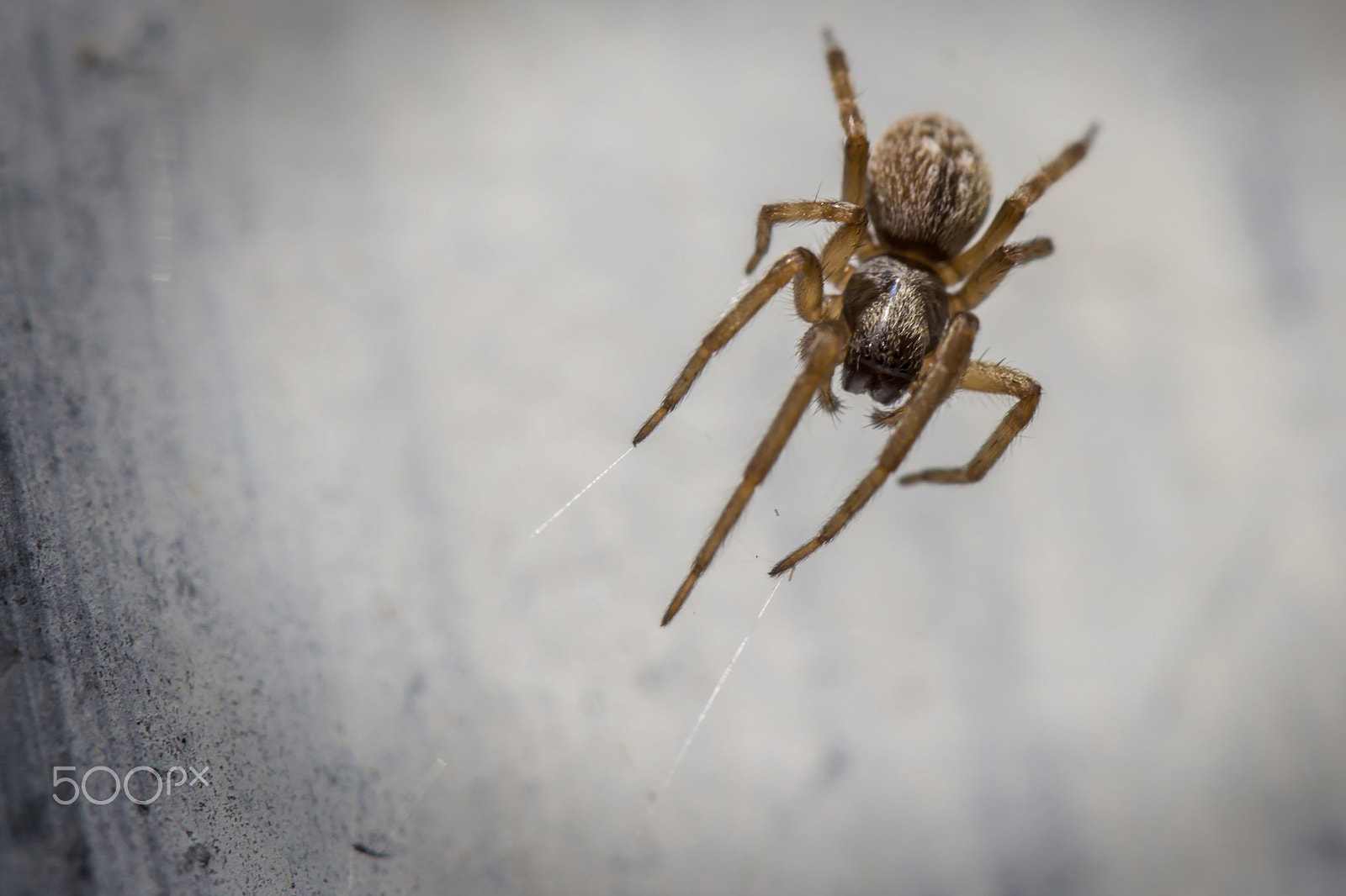 Canon EF 100mm F2.8 Macro USM sample photo. Hanging on a wire photography