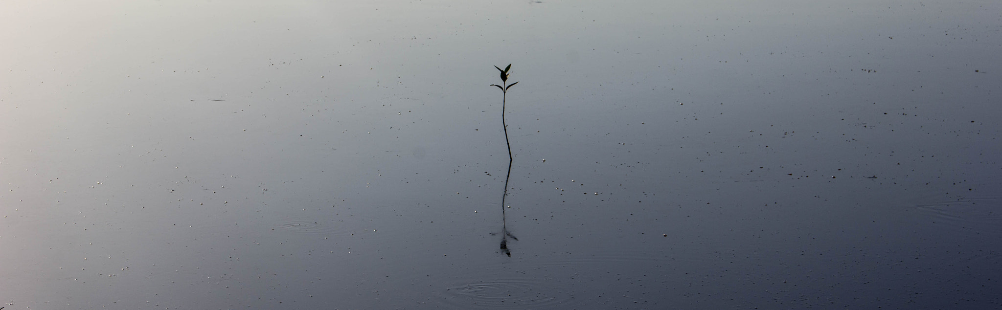 Canon EOS 60D sample photo. Standing tall. photography