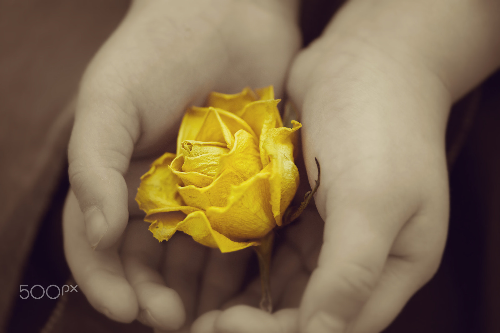 Samsung NX30 + Samsung NX 60mm F2.8 Macro ED OIS SSA sample photo. Cherish the love photography