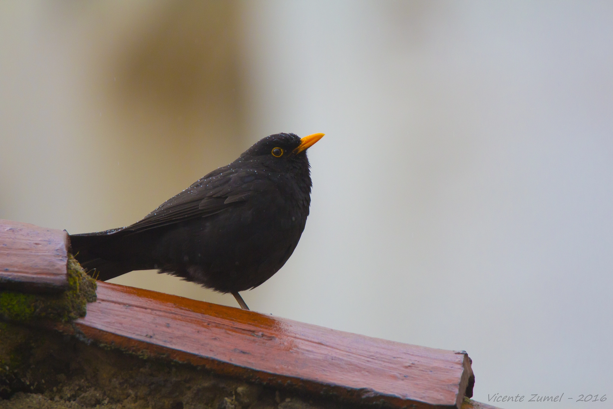 Tamron SP 150-600mm F5-6.3 Di VC USD sample photo. Wet blackbird photography