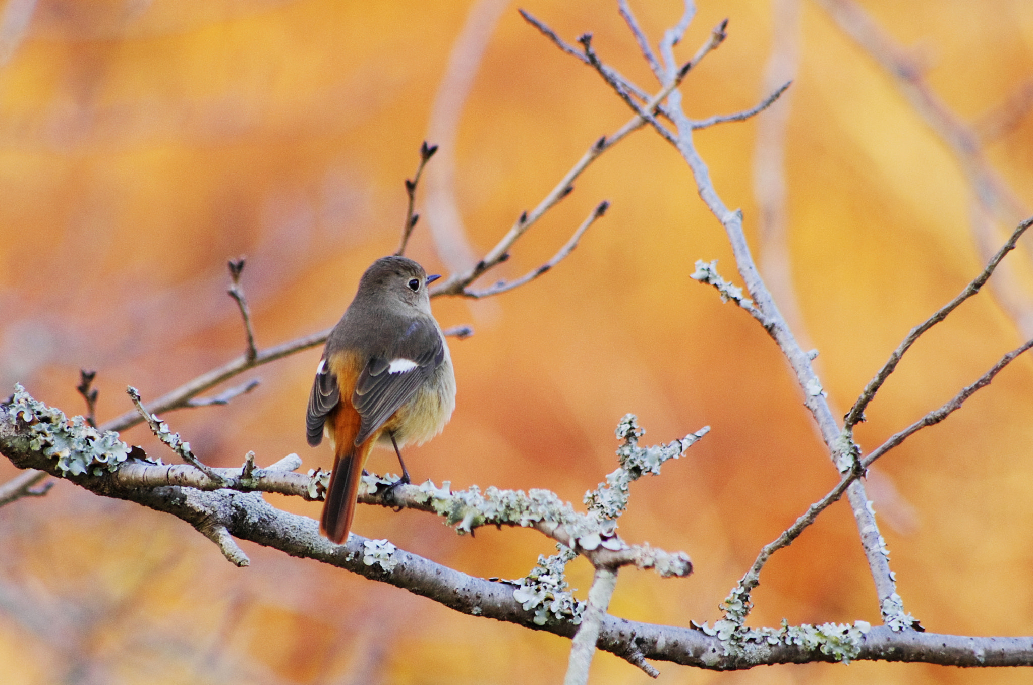 smc PENTAX-DA L 55-300mm F4-5.8 ED sample photo. Redstart Ⅳ photography