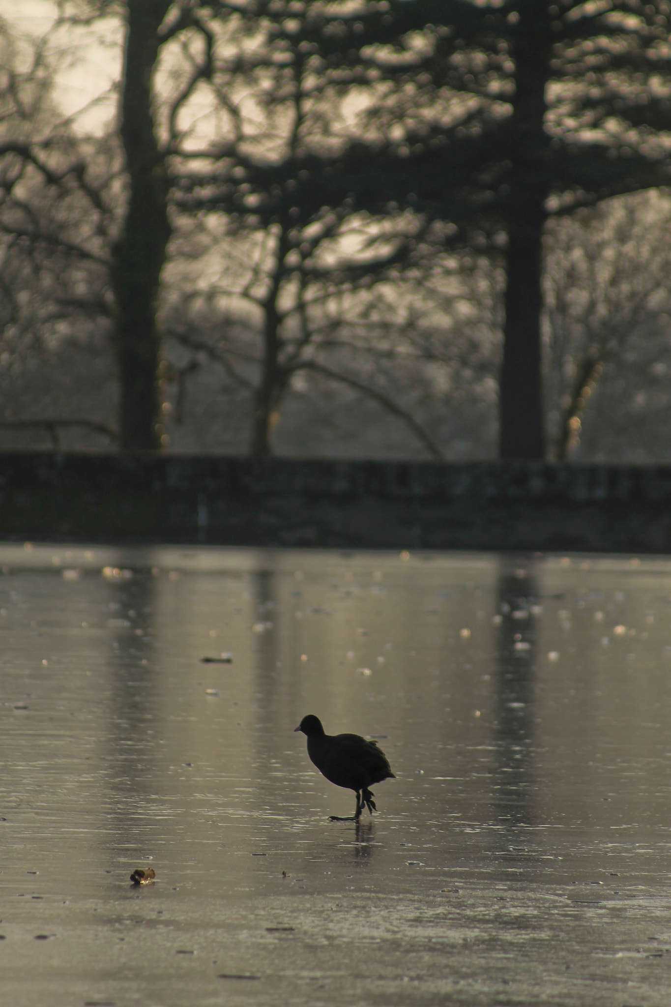 EF80-200mm f/4.5-5.6 sample photo. Foulque macroule photography