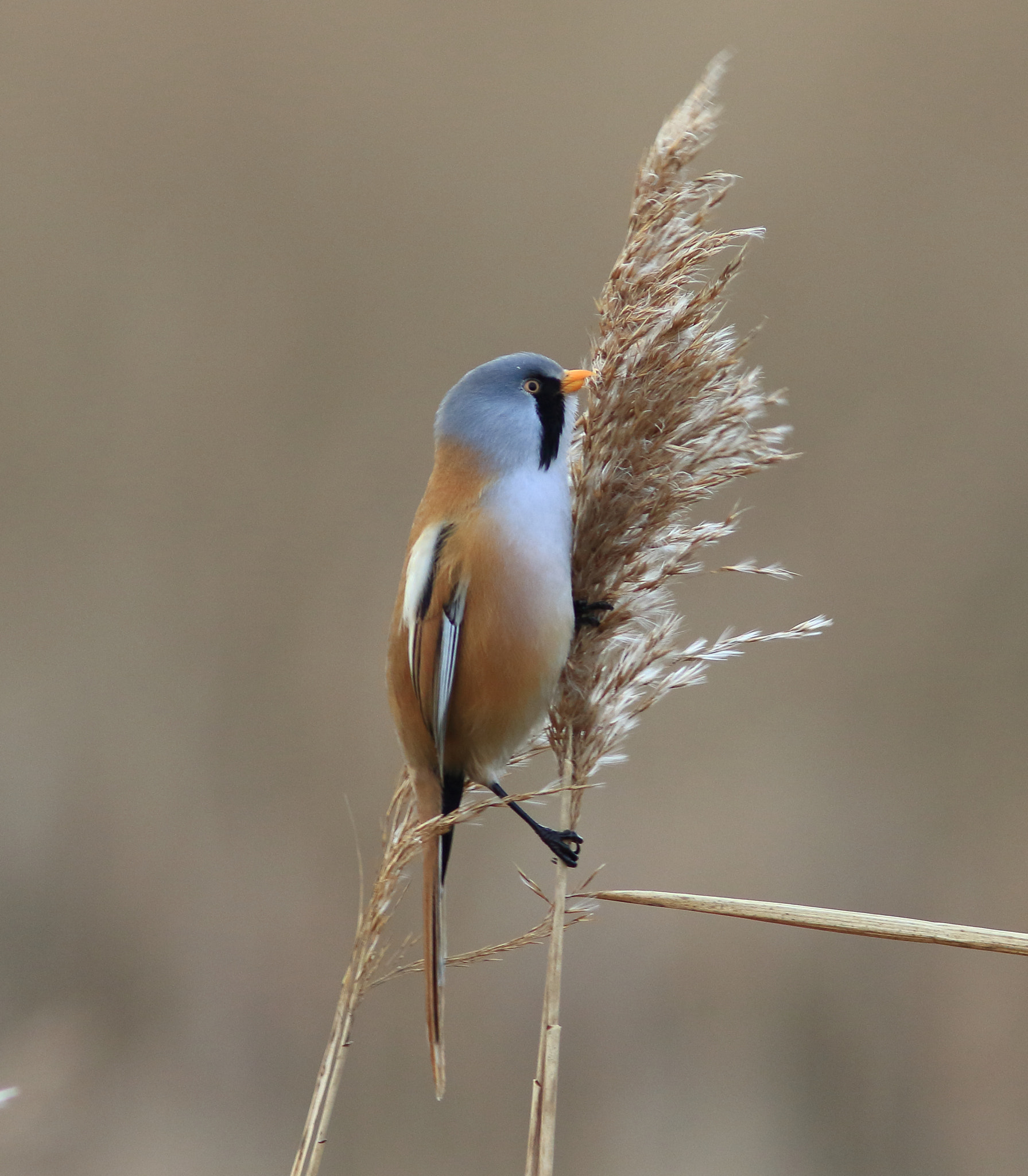Canon EF 300mm F4L IS USM sample photo. Bearded tit (panurus biarmicus) photography