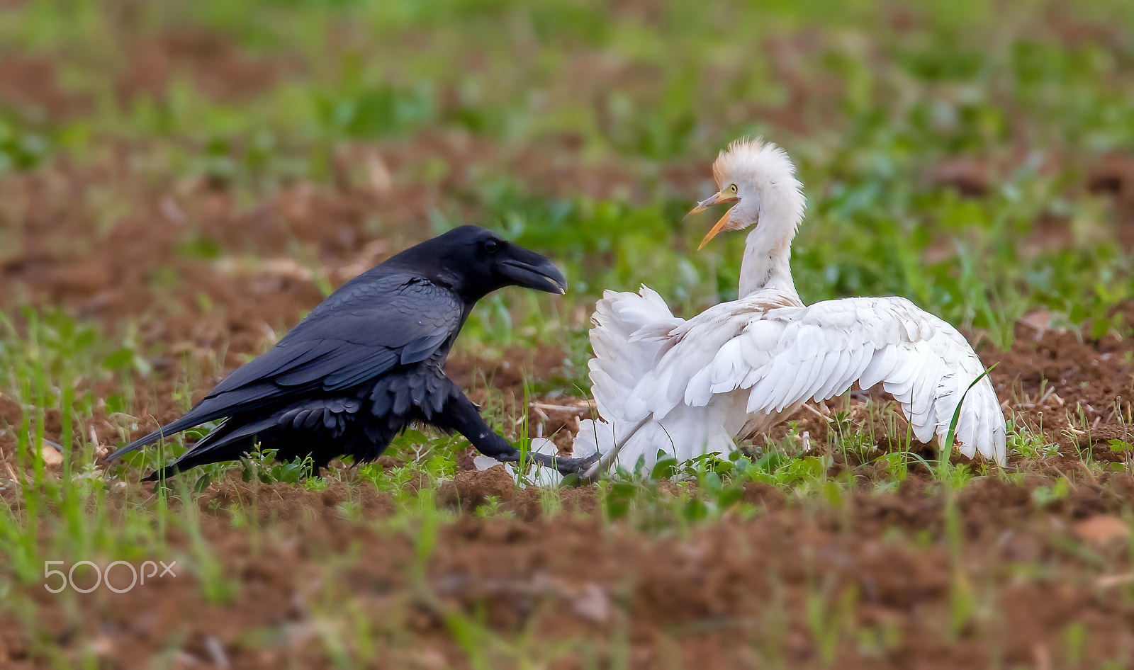 Canon EF 400mm F2.8L IS II USM sample photo. Grand corbeau photography