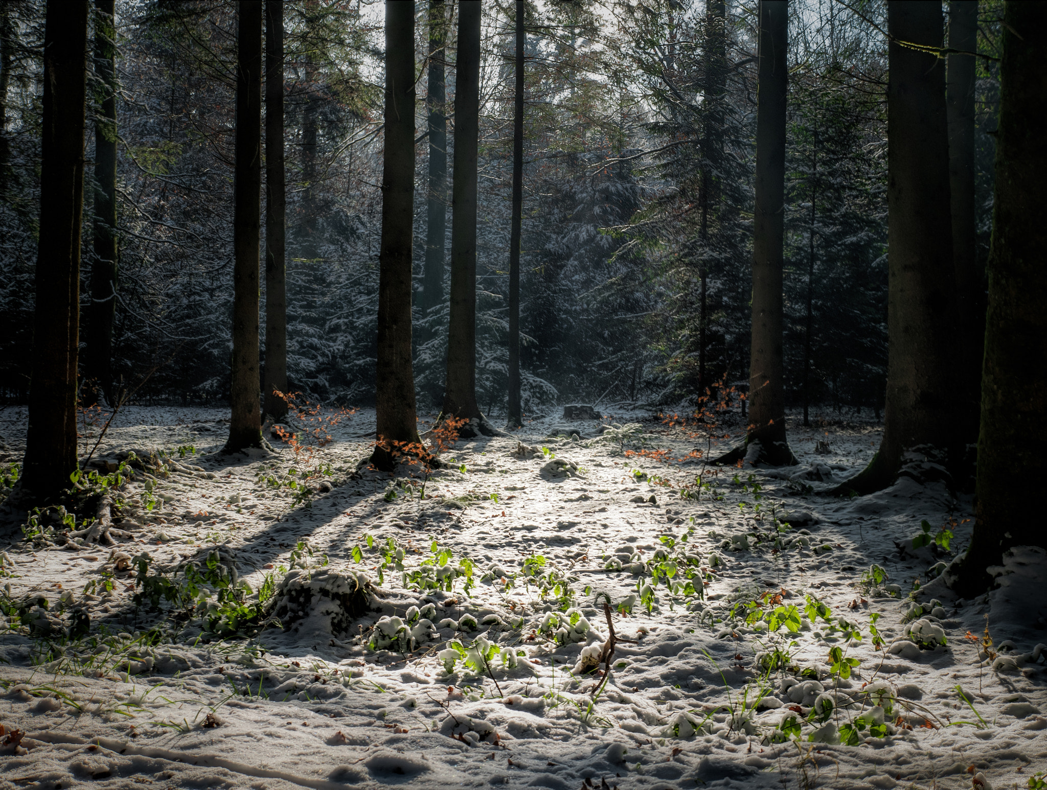 Panasonic Lumix DMC-GM5 + Panasonic Leica DG Summilux 25mm F1.4 II ASPH sample photo. Winter photography