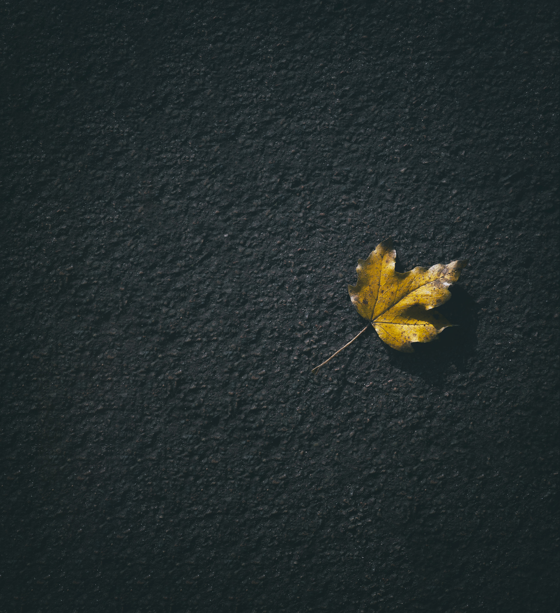 Nikon D300 sample photo. B photography