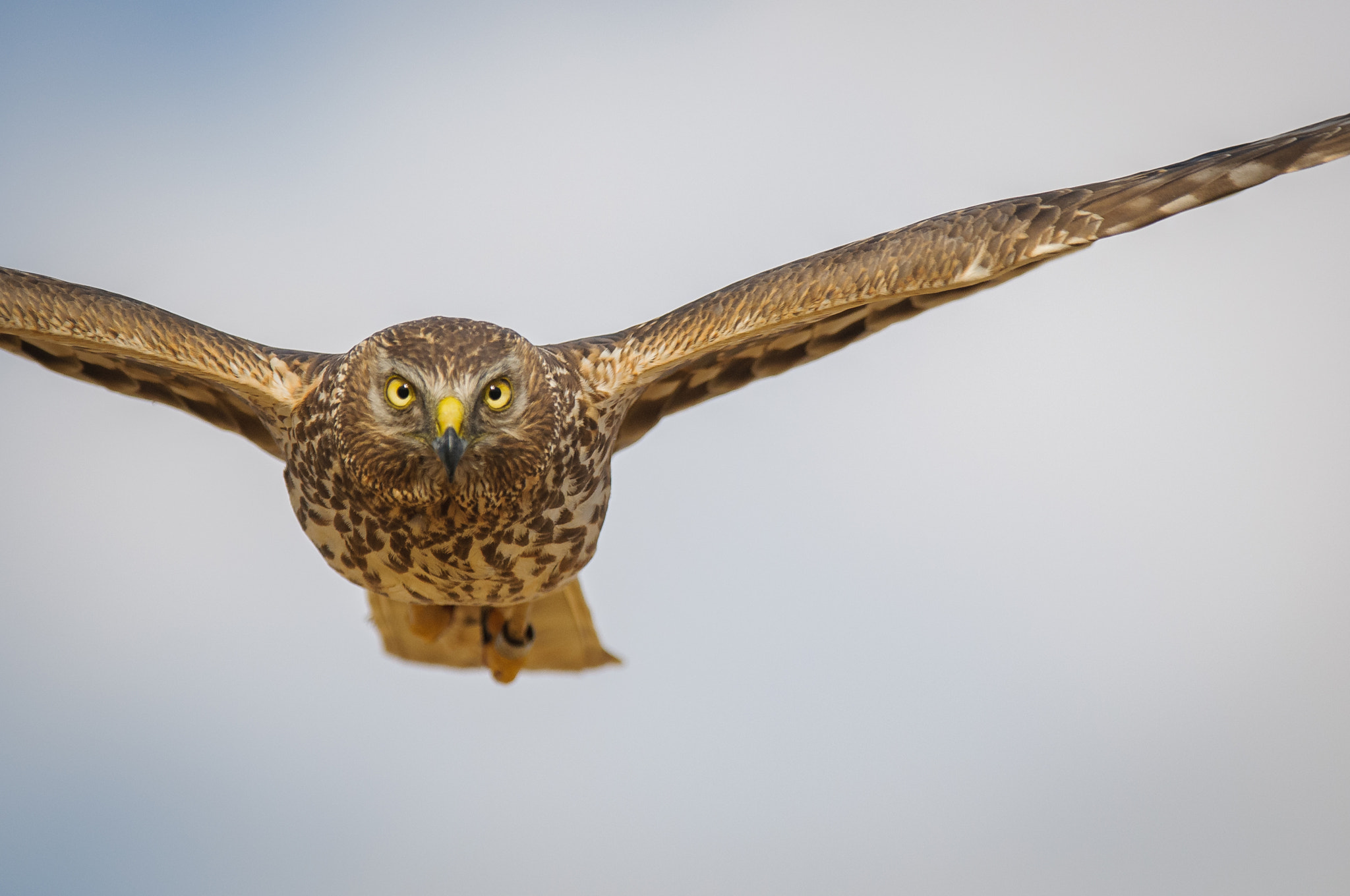 Nikon AF-S Nikkor 300mm F2.8G ED VR II sample photo. Hen harrier photography