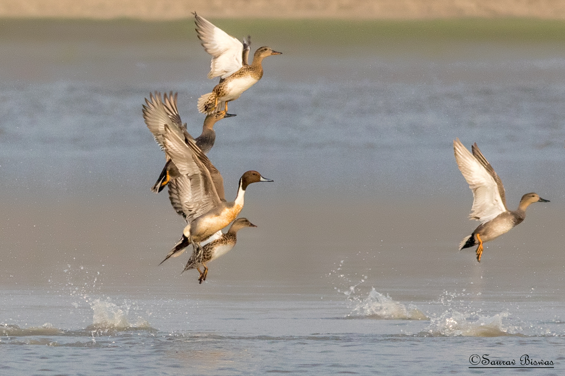 Canon EOS 5D Mark IV + Canon EF 300mm F4L IS USM sample photo. Northern pintail photography