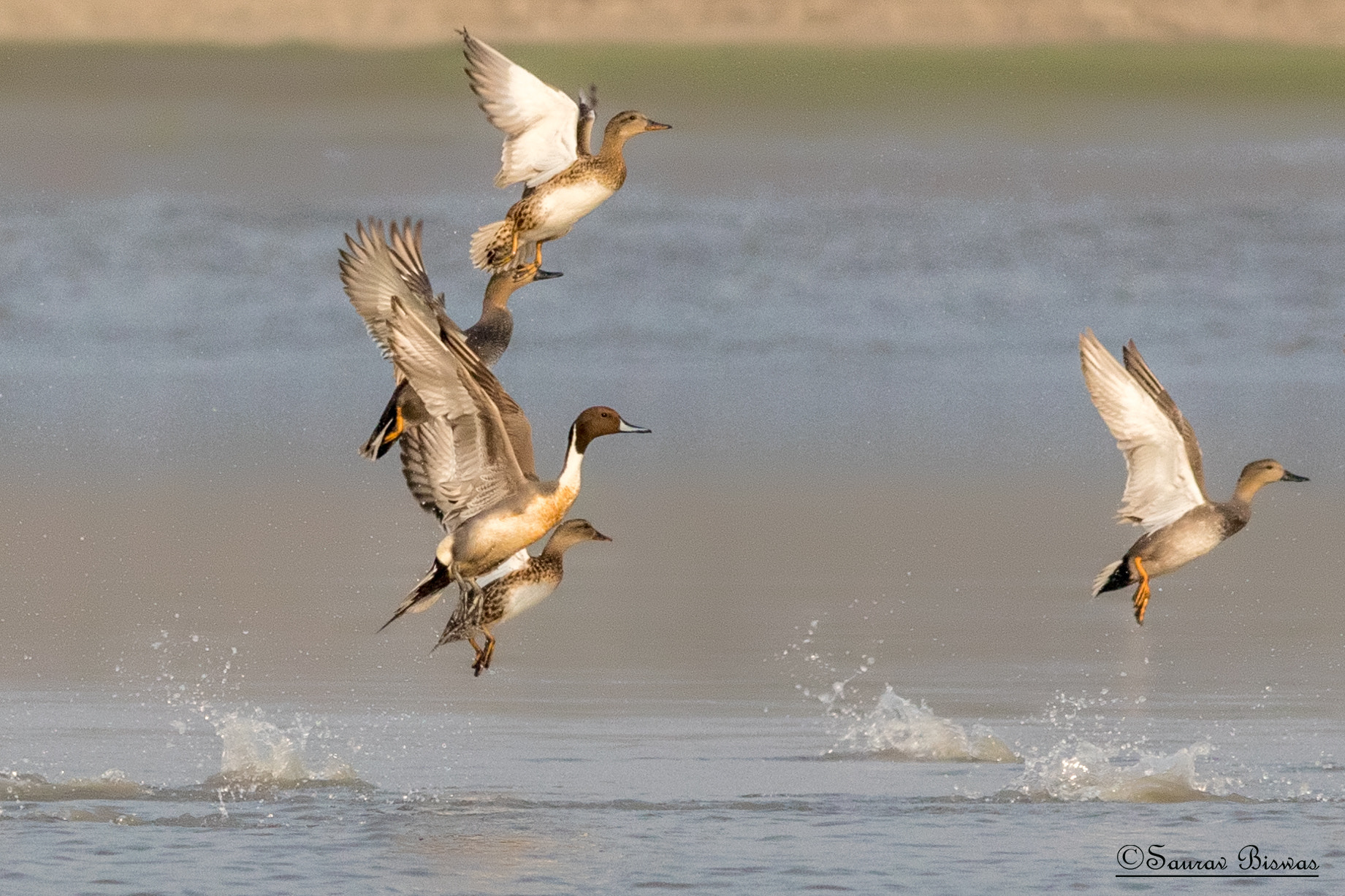 Canon EF 300mm F4L IS USM sample photo. Northern pintail photography