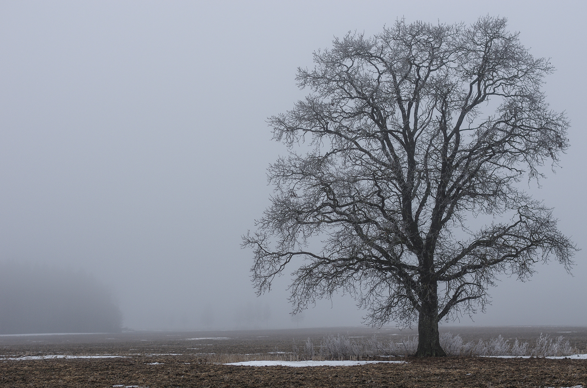 Pentax smc DA* 55mm F1.4 SDM sample photo. Lonely tree photography