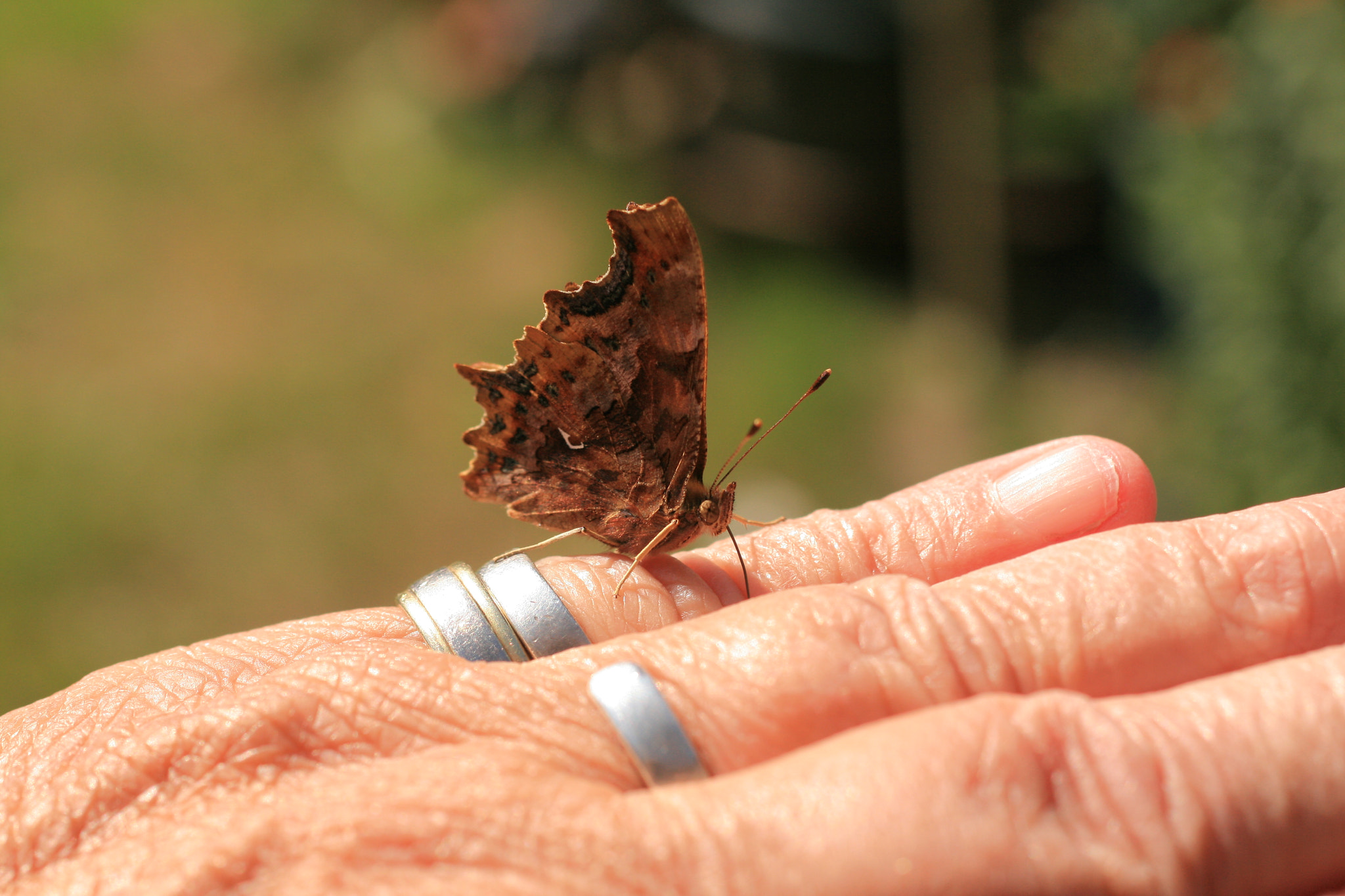 Sigma 50mm f/2.8 EX sample photo. Playing with the butterfly photography