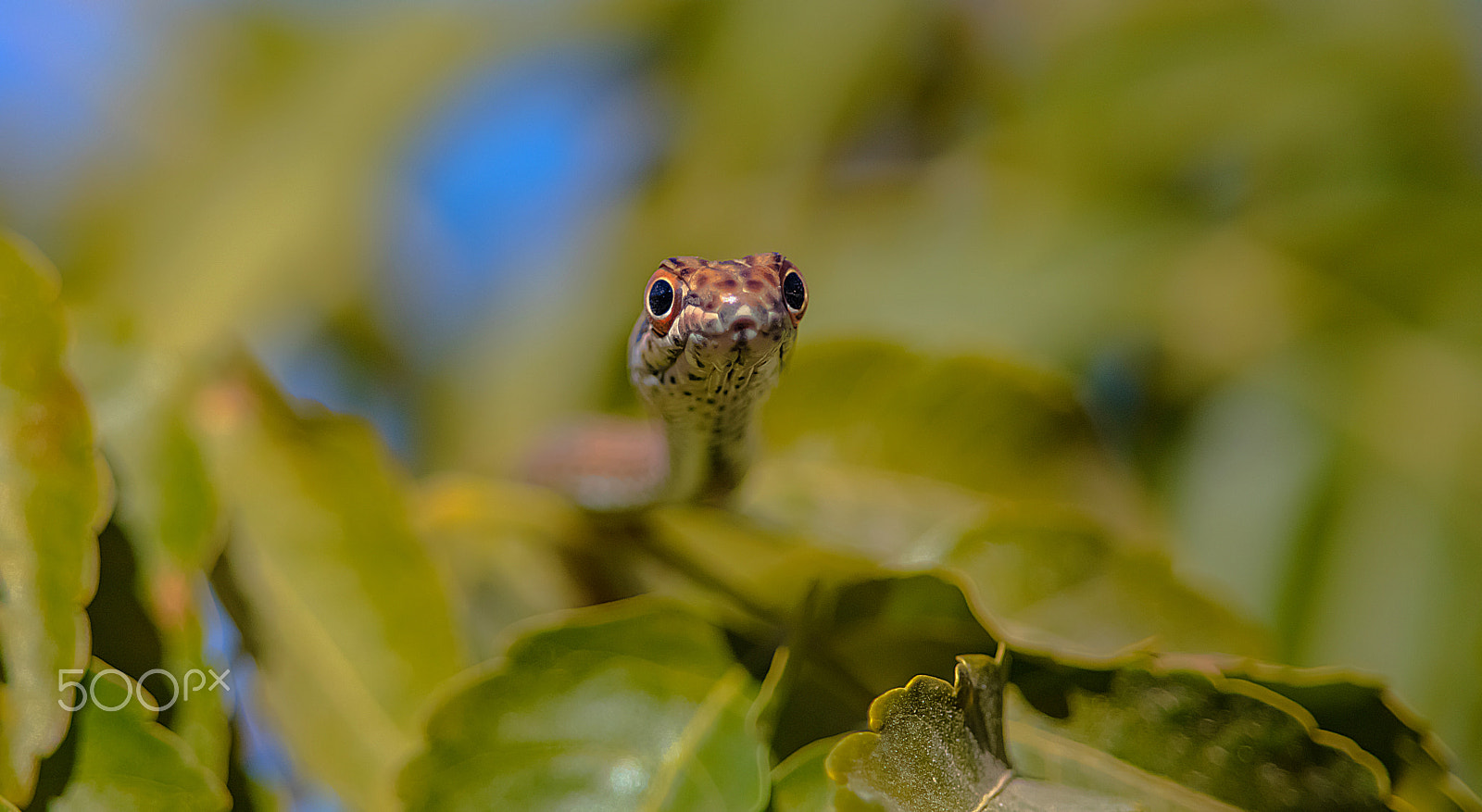 Canon EF 400mm F2.8L IS II USM sample photo. Couleuvre photography