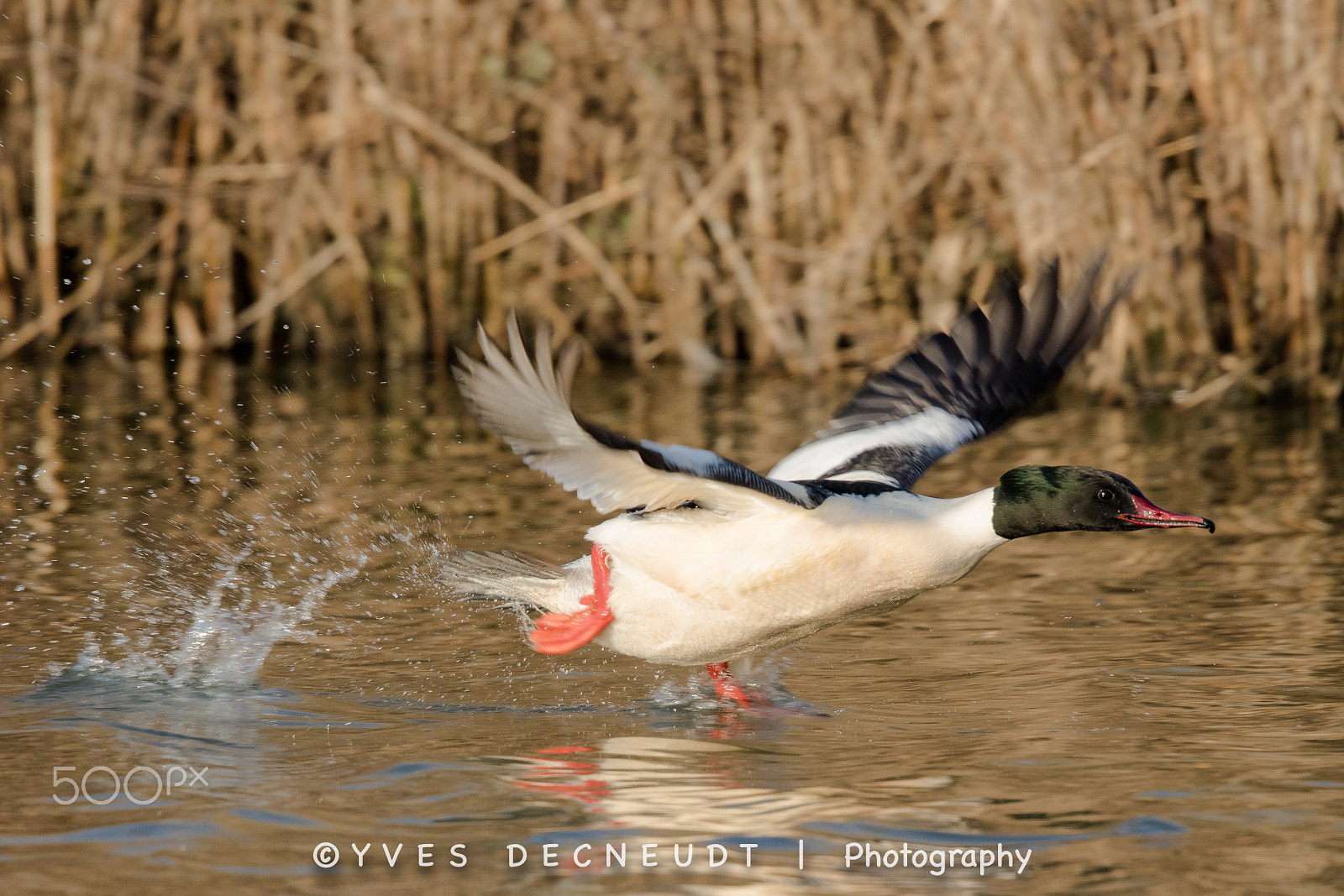 Canon EF 500mm F4L IS II USM sample photo. Take off! (goosander) photography
