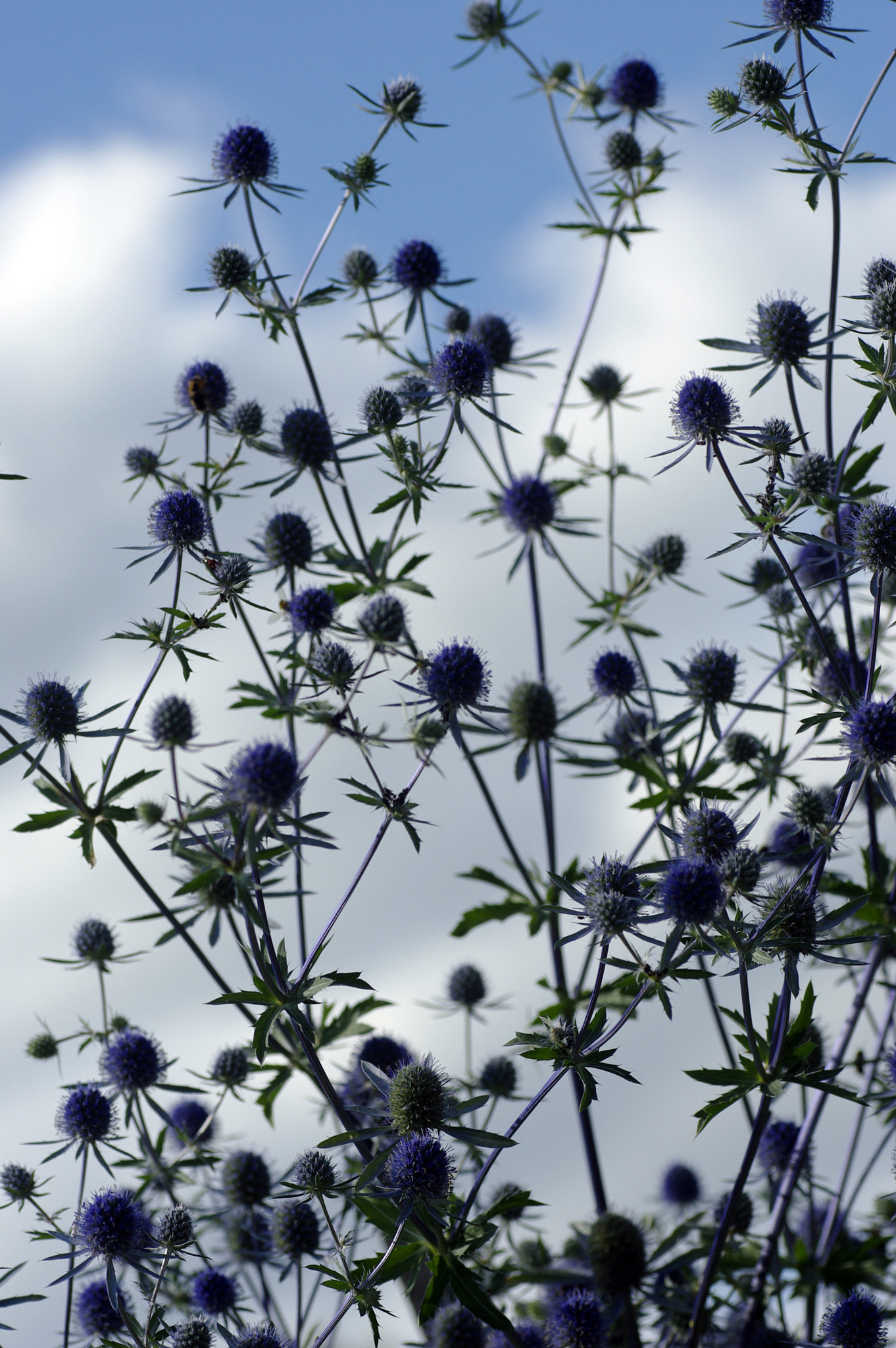 Pentax K200D sample photo. Thistles photography