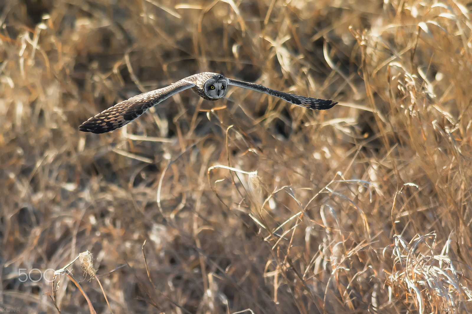 Nikon AF-S Nikkor 400mm F2.8G ED VR II sample photo. Komimi photography