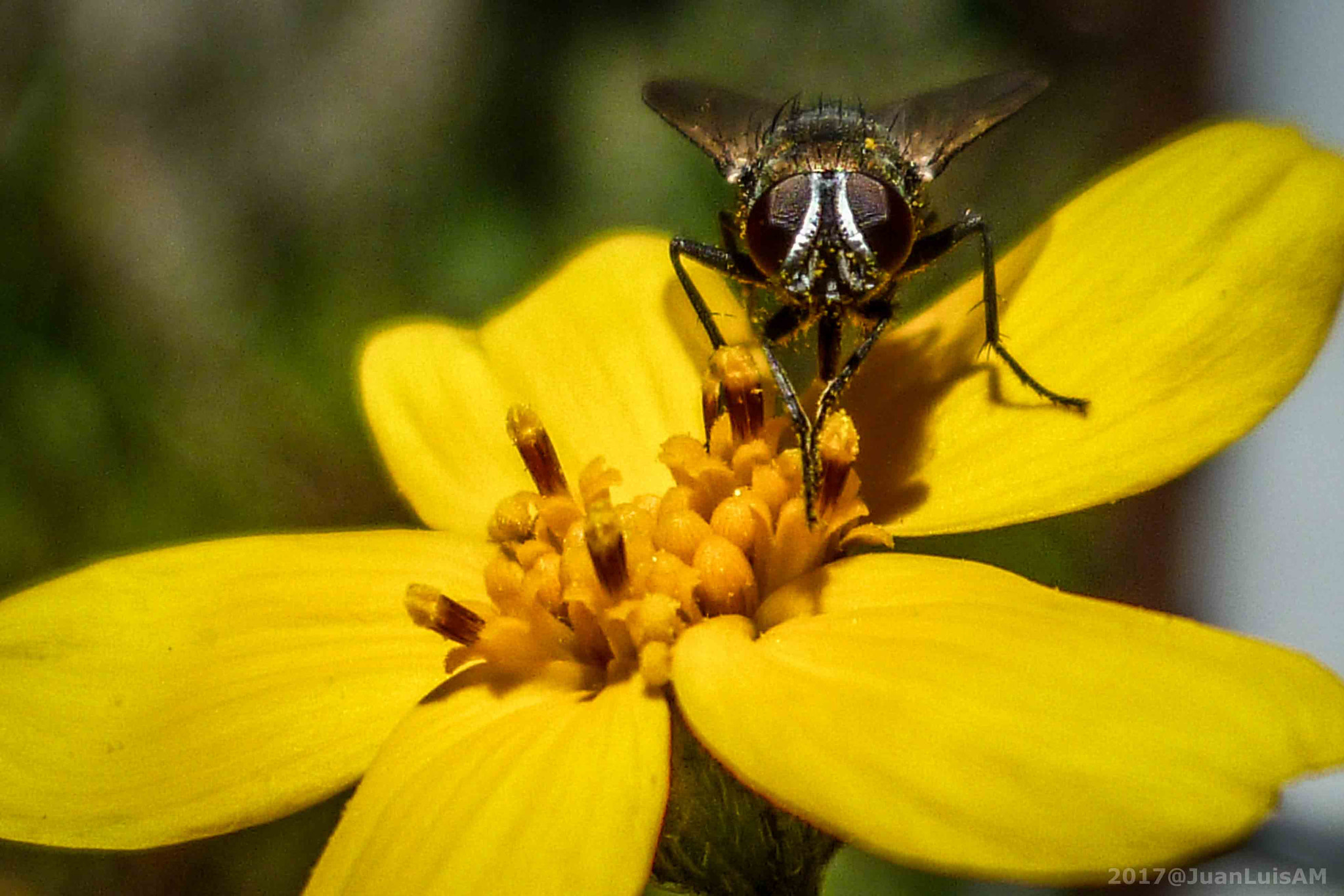 Panasonic DMC-FH1 sample photo. Mosca comiendo polen... photography