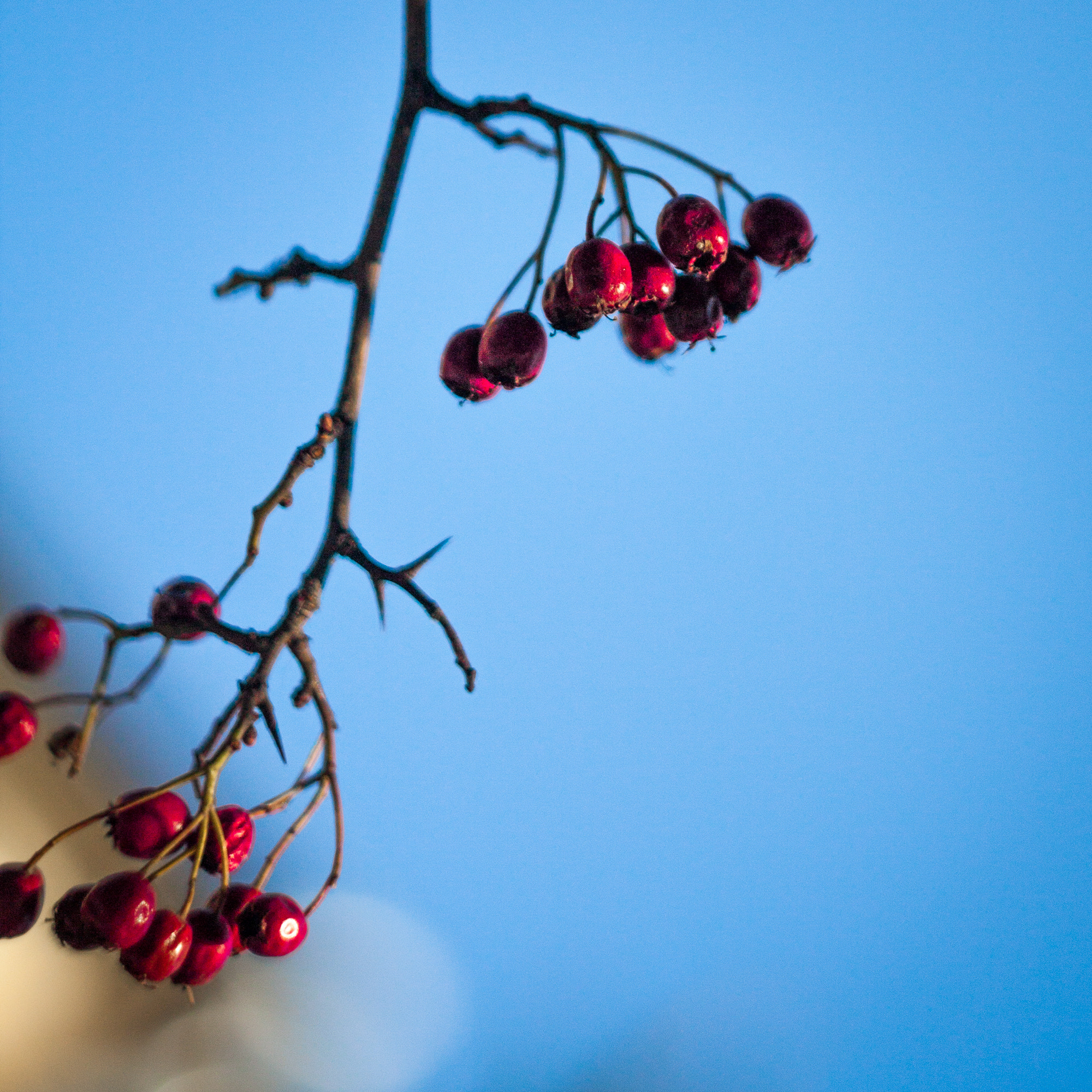 Canon EF 35-80mm f/4-5.6 sample photo. Winter survivor photography