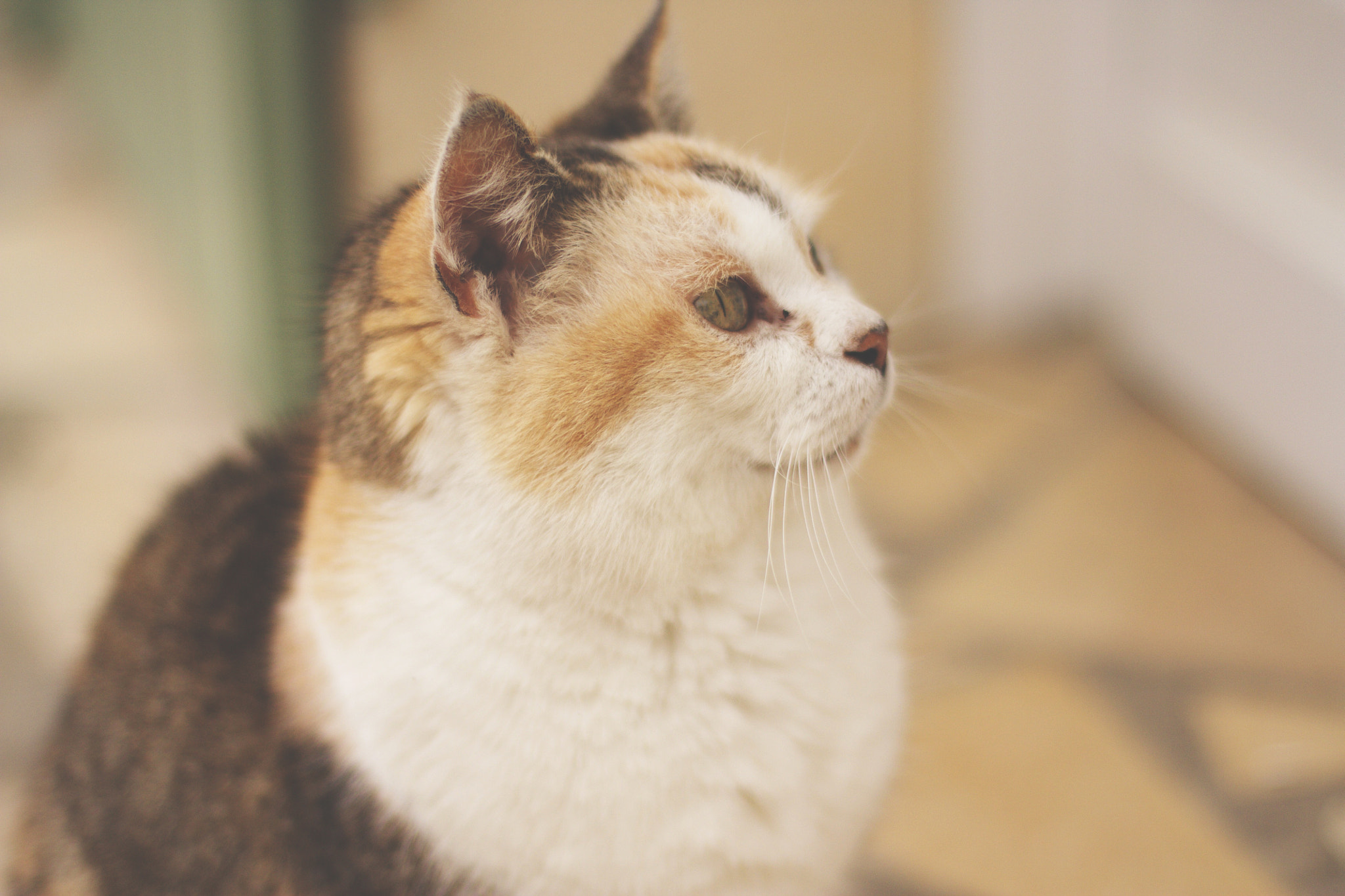 Canon EOS 450D (EOS Rebel XSi / EOS Kiss X2) + Canon EF 50mm F1.4 USM sample photo. Noisette #2 photography