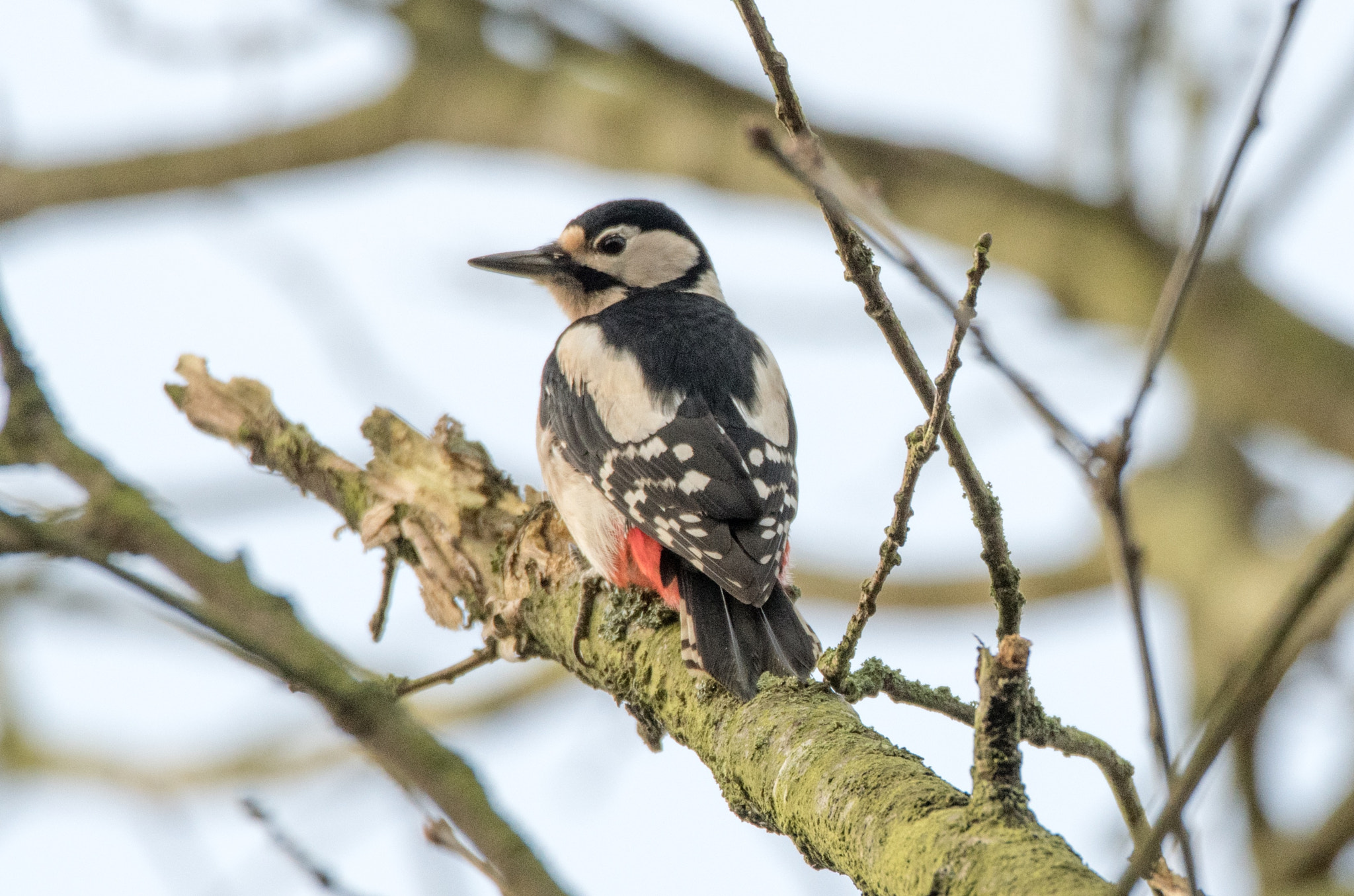 Tamron SP 150-600mm F5-6.3 Di VC USD sample photo