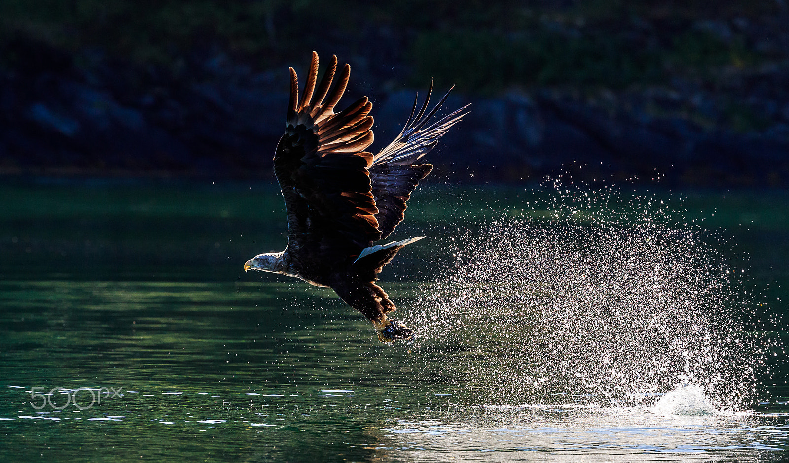 Canon EF 300mm F2.8L IS II USM sample photo. White tail eagle, lauvsnes, norway photography