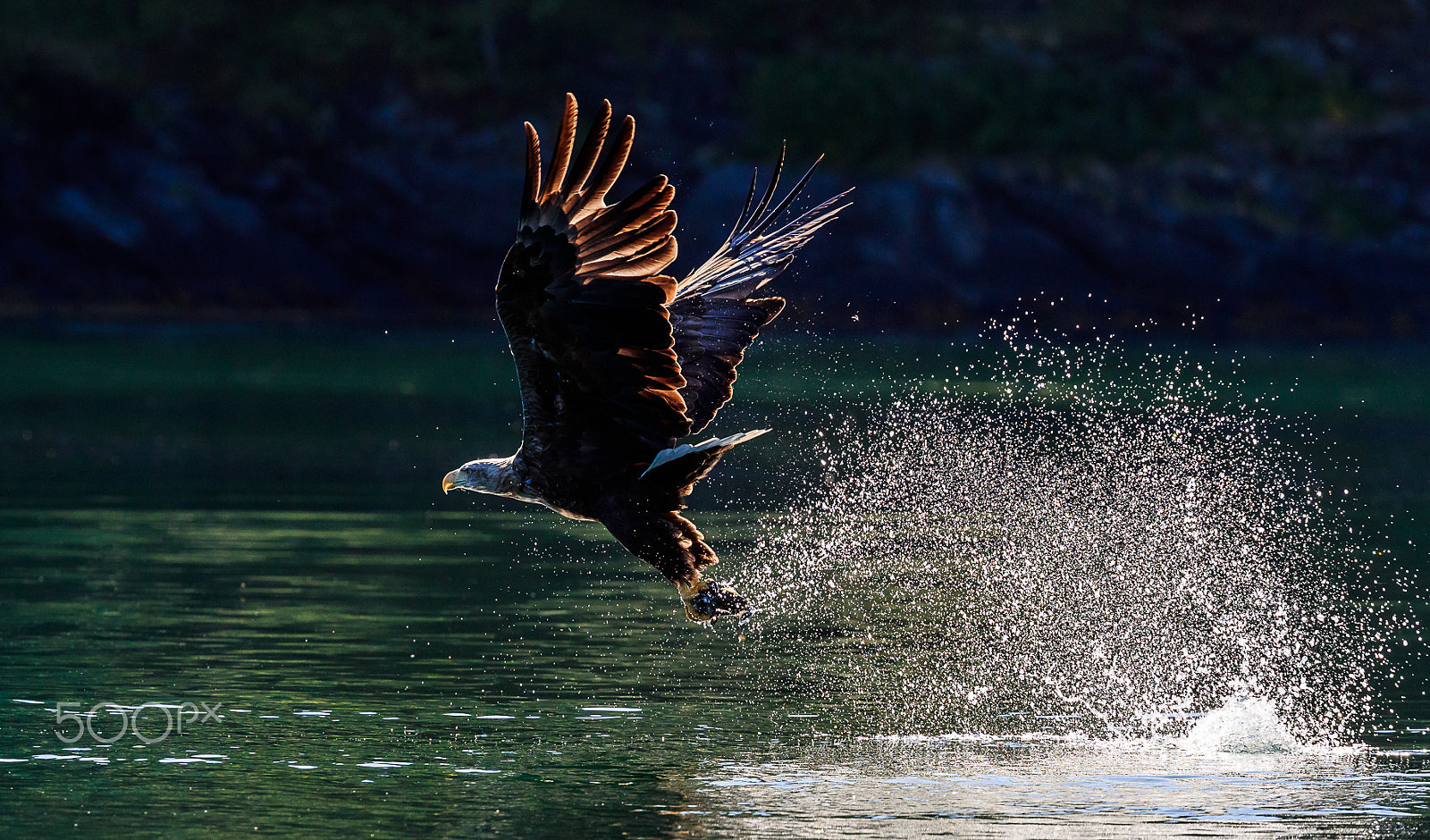 Canon EOS-1D X Mark II + Canon EF 300mm F2.8L IS II USM sample photo. White tail eagle, lauvsnes, norway photography